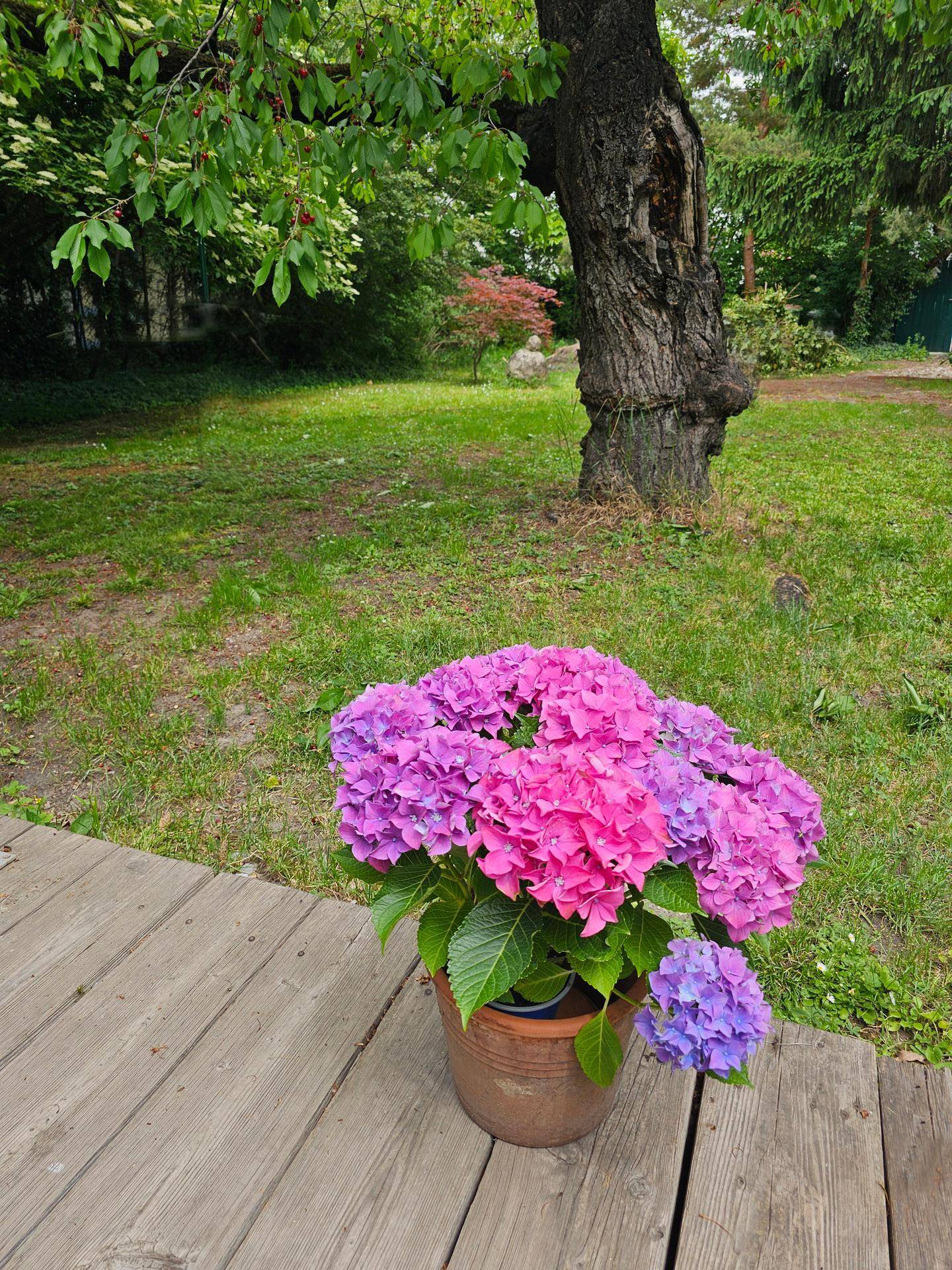 Idyllischer Gartenbereich mit blühenden Hortensien auf einer Holzterrasse, umgeben von Grün.