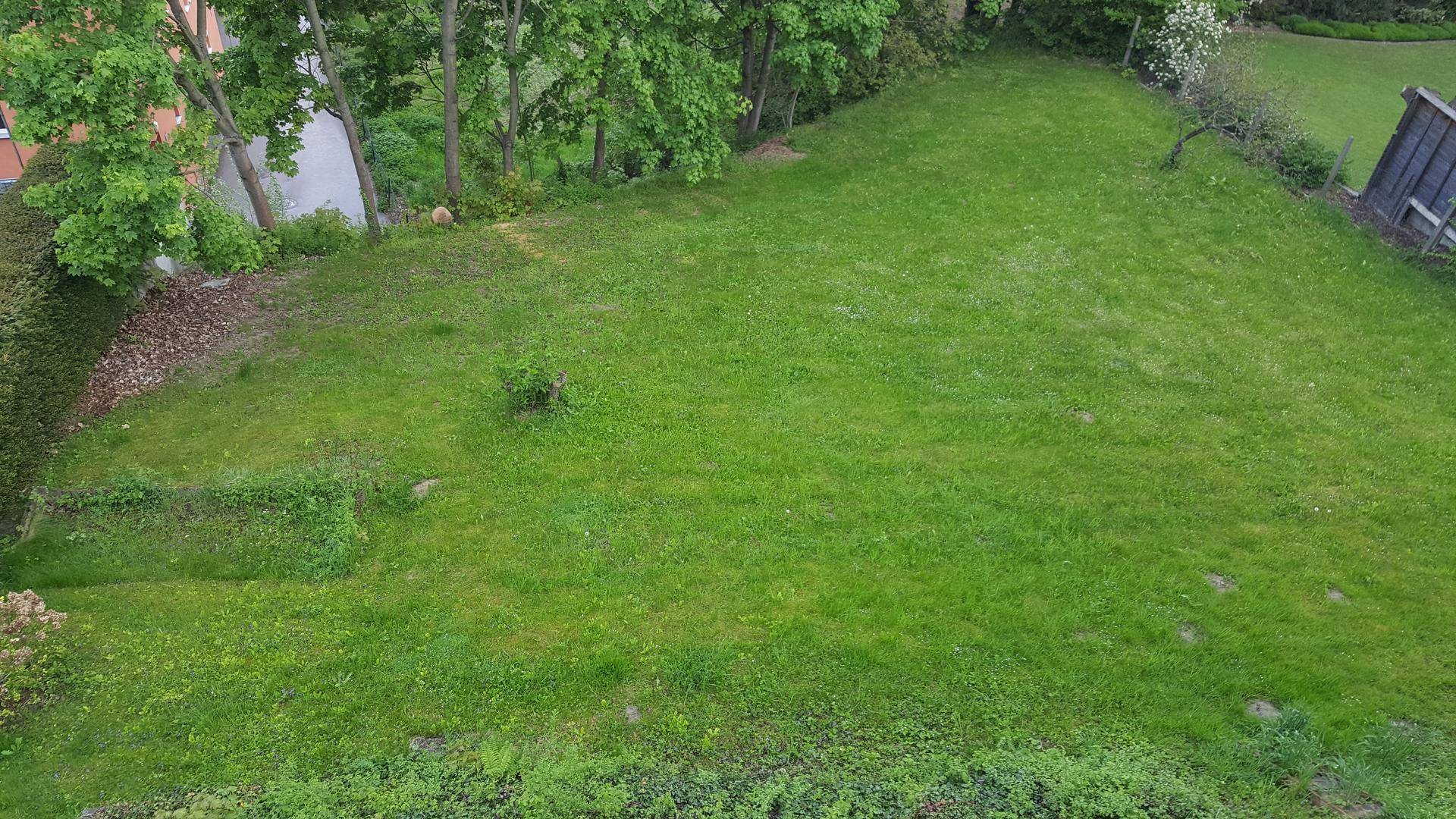 Blick aus einem Fenster auf einen grünen Rasen und hohe Bäume.