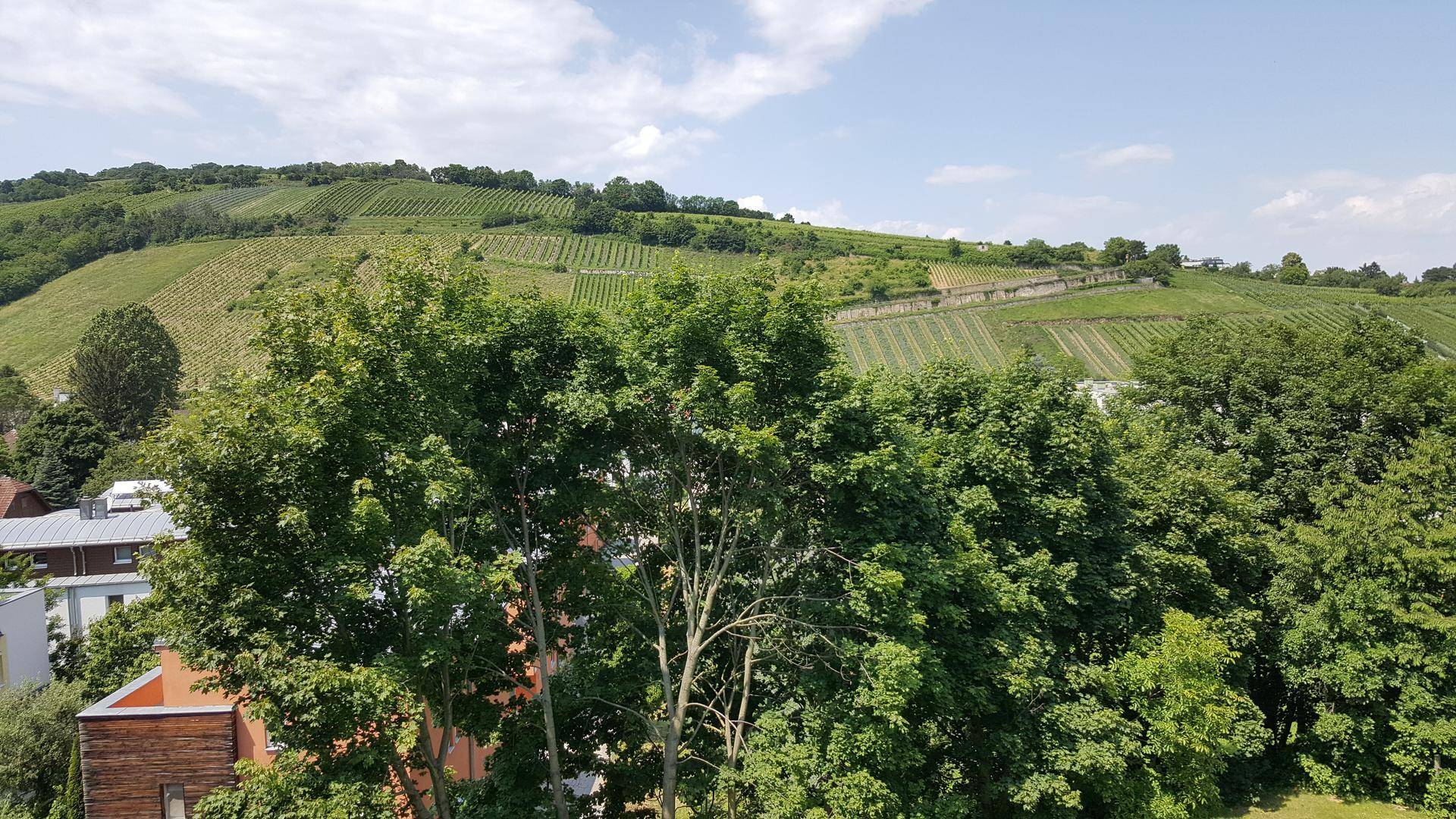 Panoramablick über üppige Weinberge und grüne Baumwipfel an einem sonnigen Tag.