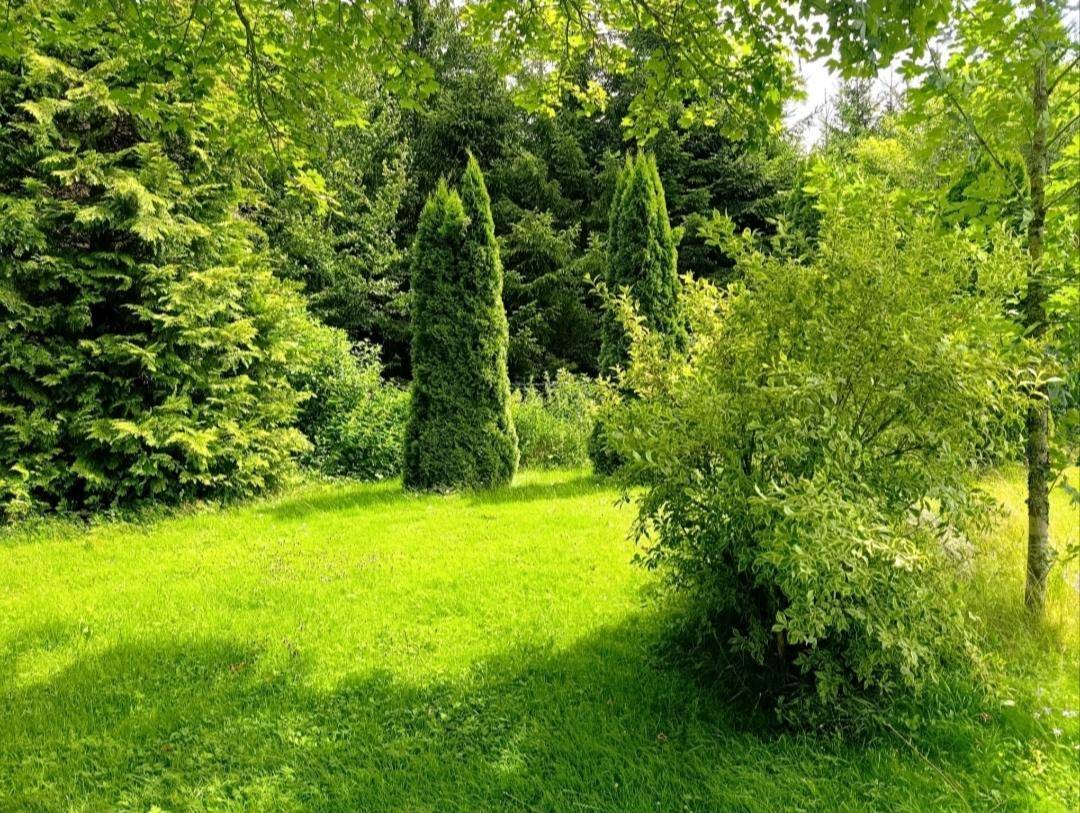 Gepflegter Gartenbereich mit verschiedenen Nadelbäumen und Sträuchern in voller Pracht.