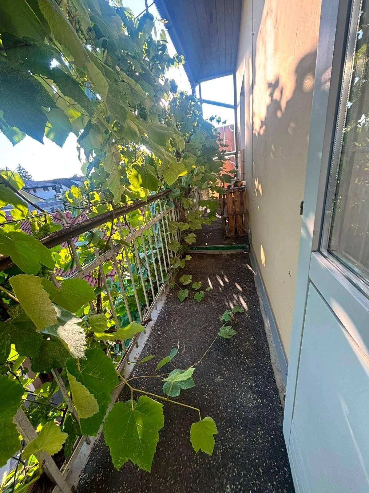 Schmaler Balkon mit üppigem Weinbewuchs, der Schatten spendet.