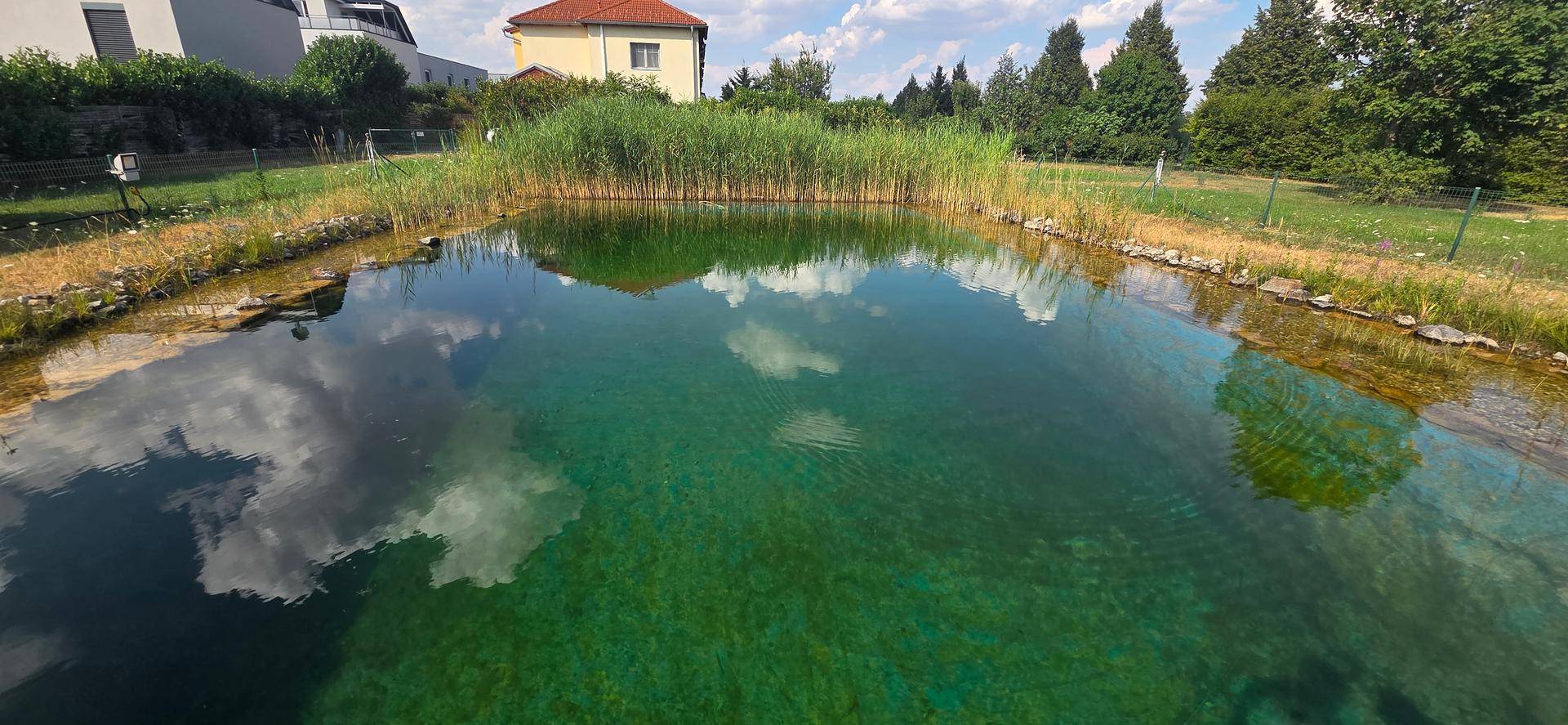 Großer, naturnaher Schwimmteich mit klarem Wasser und Schilfbepflanzung im Gartenbereich.