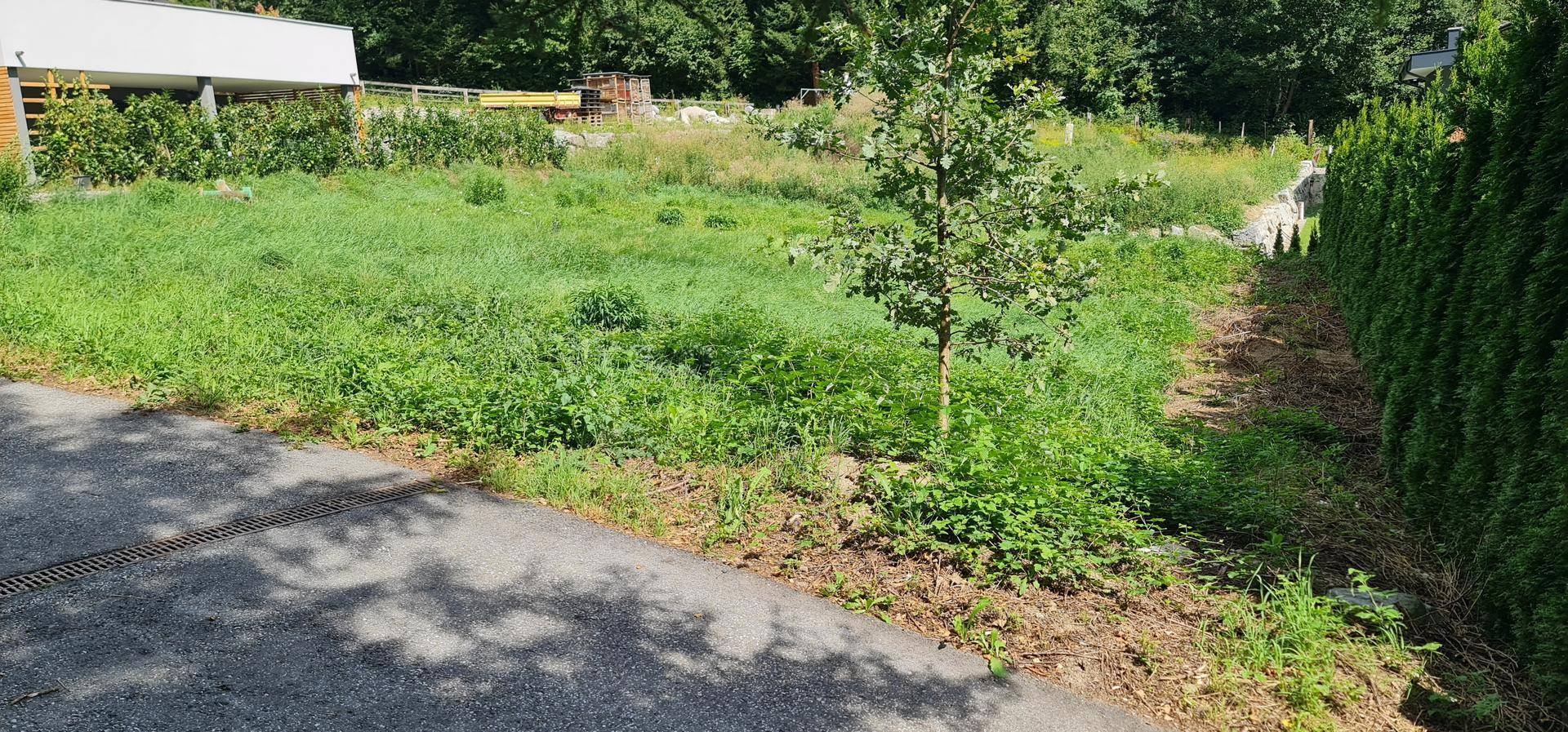 Unbebautes Grundstück mit jungem Baum, umgeben von Grünflächen und einer modernen Immobilie.