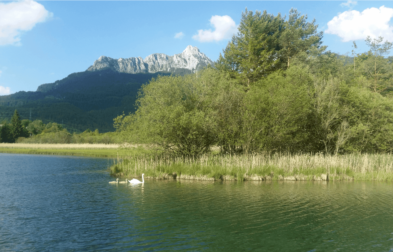 Ruhiger See mit Schwänen und Küken vor einer beeindruckenden Bergkulisse unter blauem Himmel.