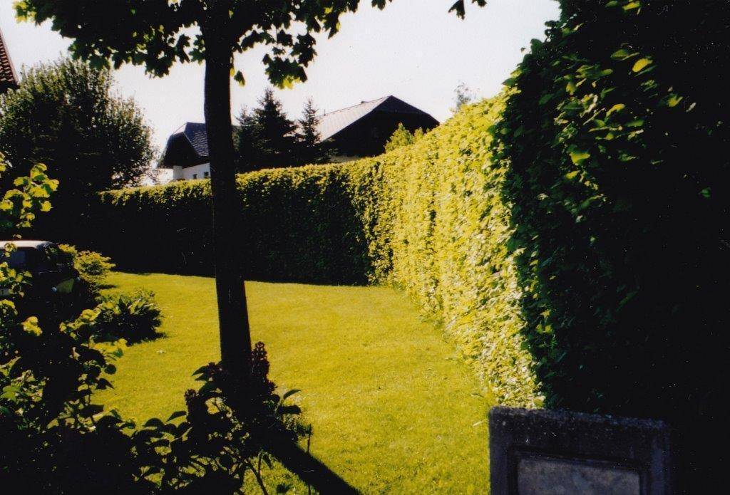 Gepflegter Garten mit hoher Hecke, Rasenfläche und Blick auf benachbarte Häuser und Bäume.