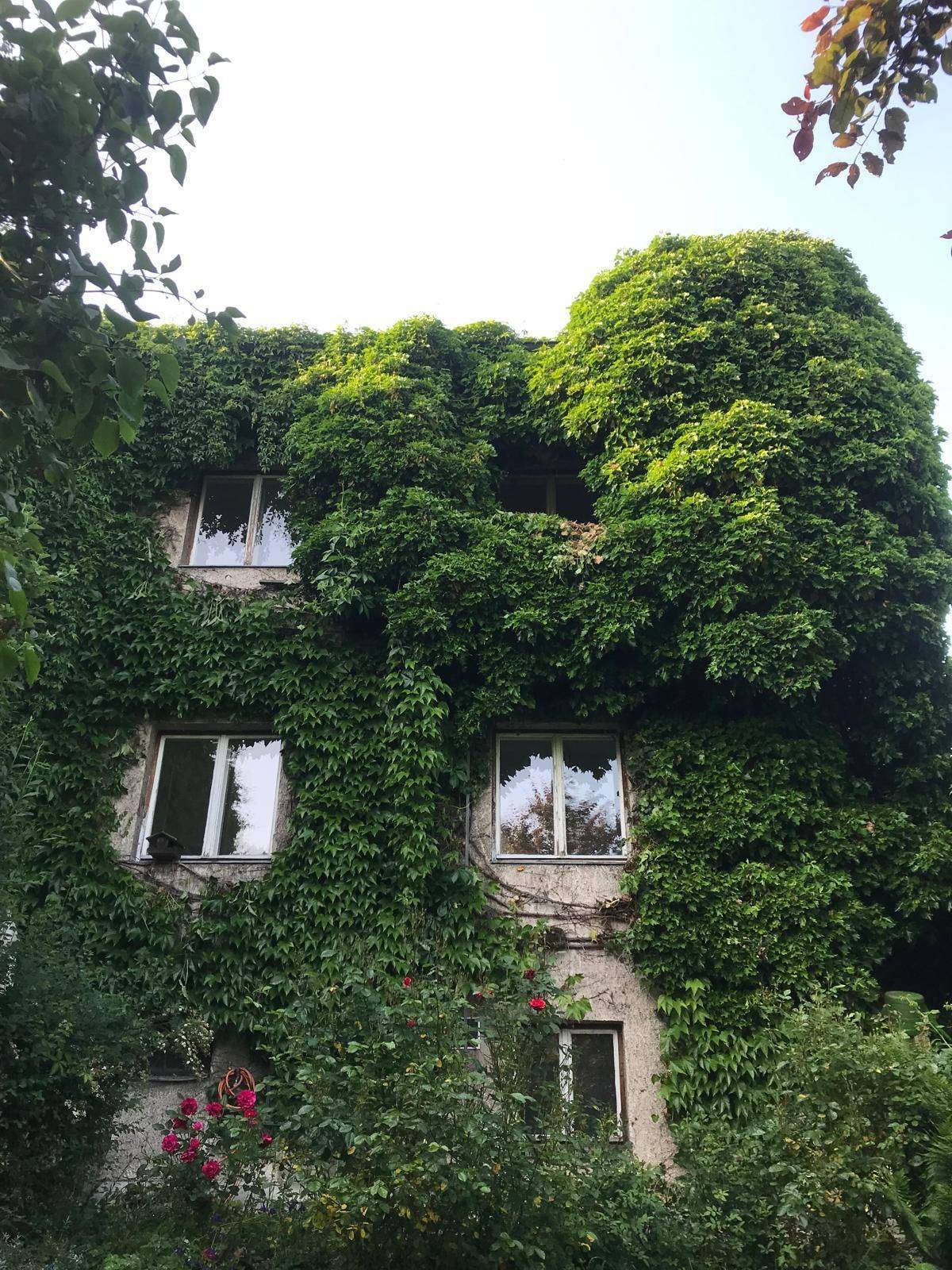 Fassade eines Gebäudes, vollständig von dichtem Efeu und Pflanzen bewachsen.