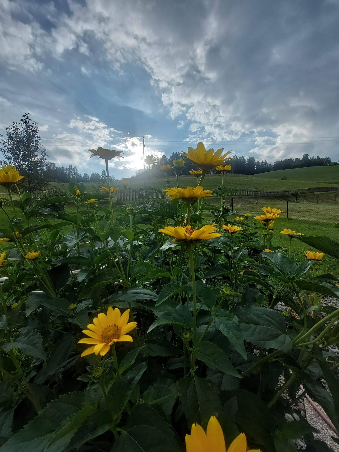Leuchtend gelbe Blumen im Vordergrund mit einem malerischen Blick auf die grüne Landschaft.