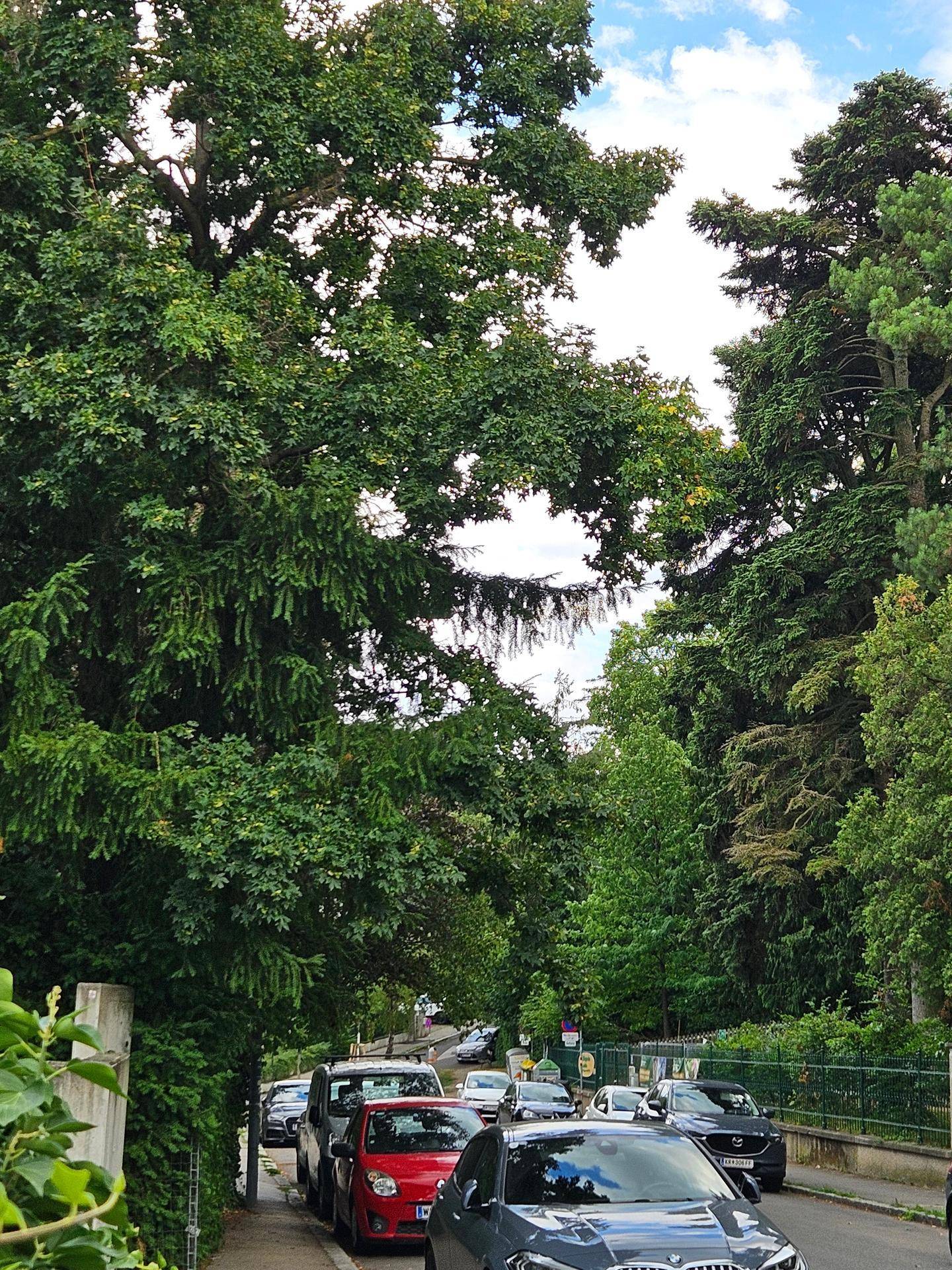 Wohnstraße mit parkenden Autos, gesäumt von hohen, dichten Bäumen und viel Grün.