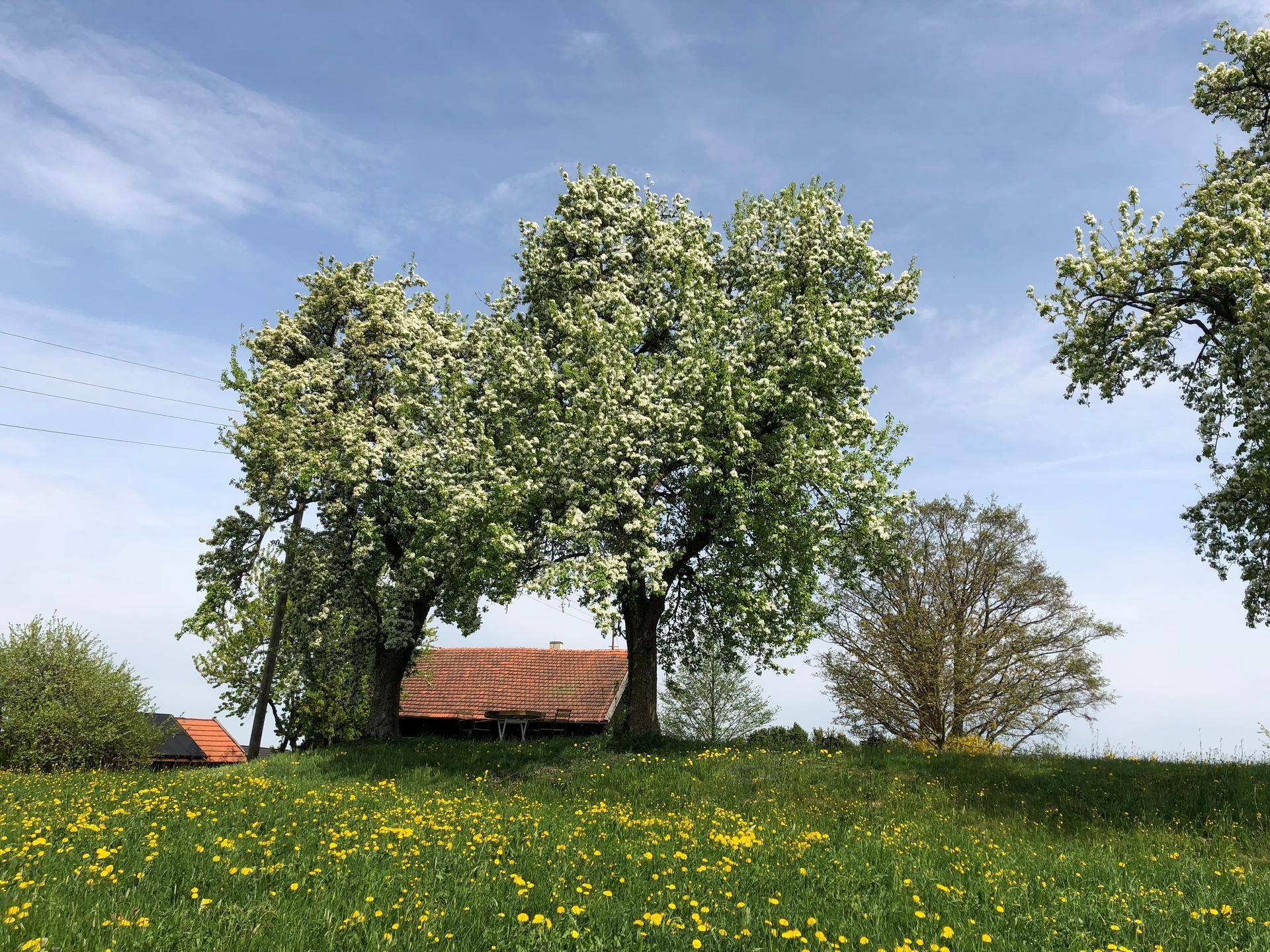 Traditionelles Bauernhaus inmitten einer blühenden Wiese mit Obstbäumen unter blauem Himmel.