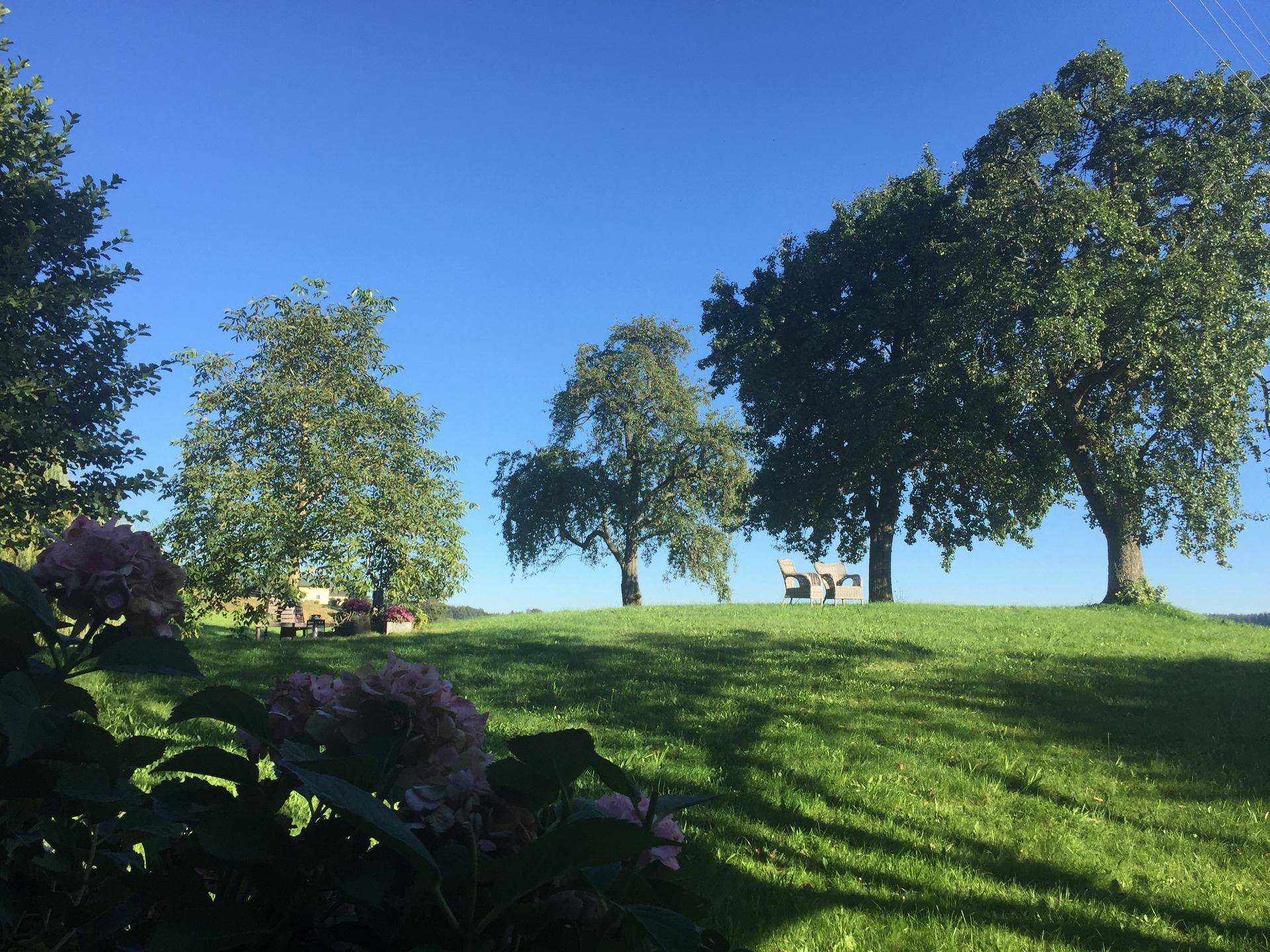 Weitläufige Rasenfläche mit alten Bäumen und Sitzgelegenheiten in der Ferne unter blauem Himmel.