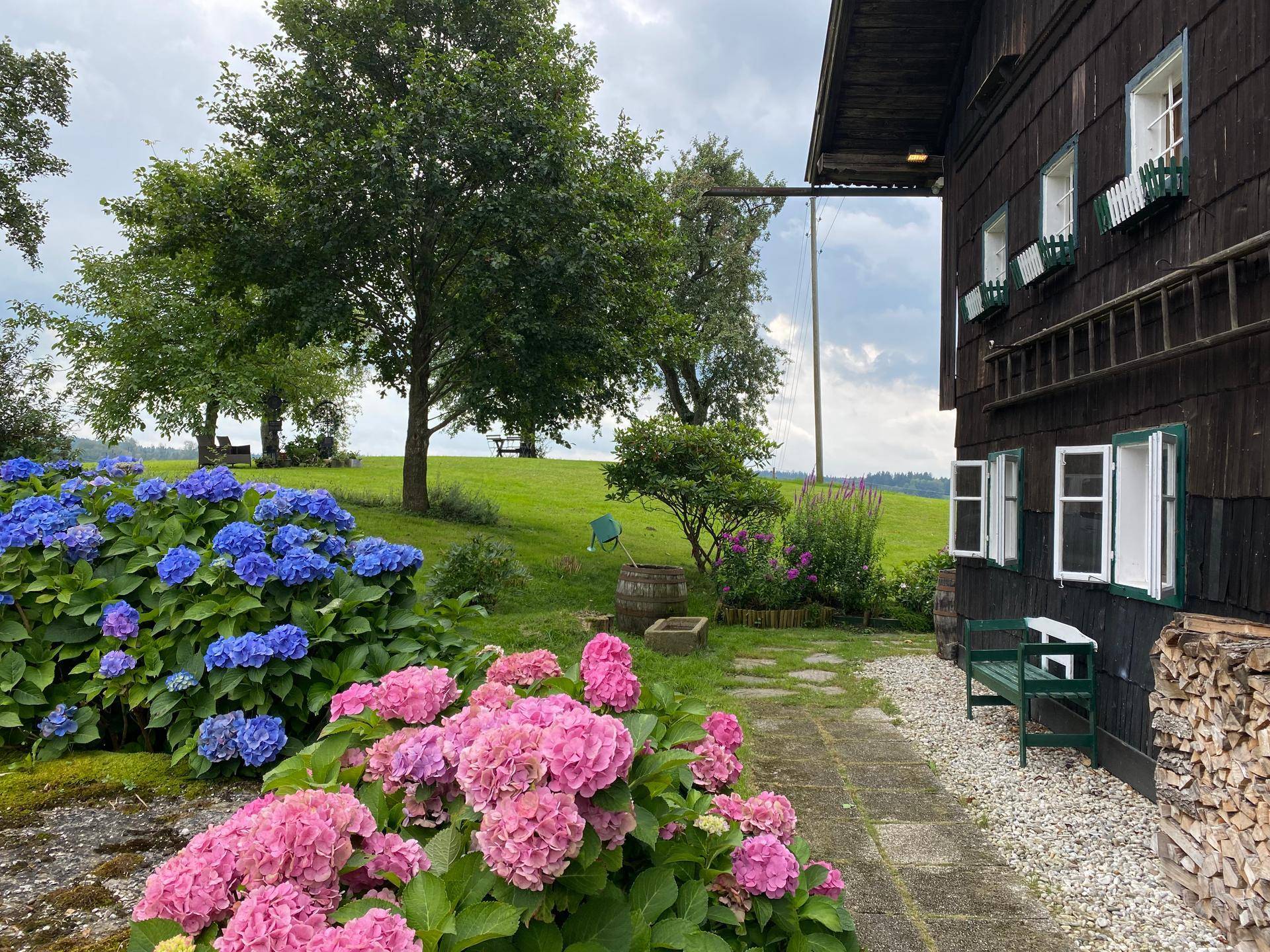 Bunte Hortensien blühen neben dem traditionellen Holzhaus, mit einem gepflasterten Weg und Holzstapel.
