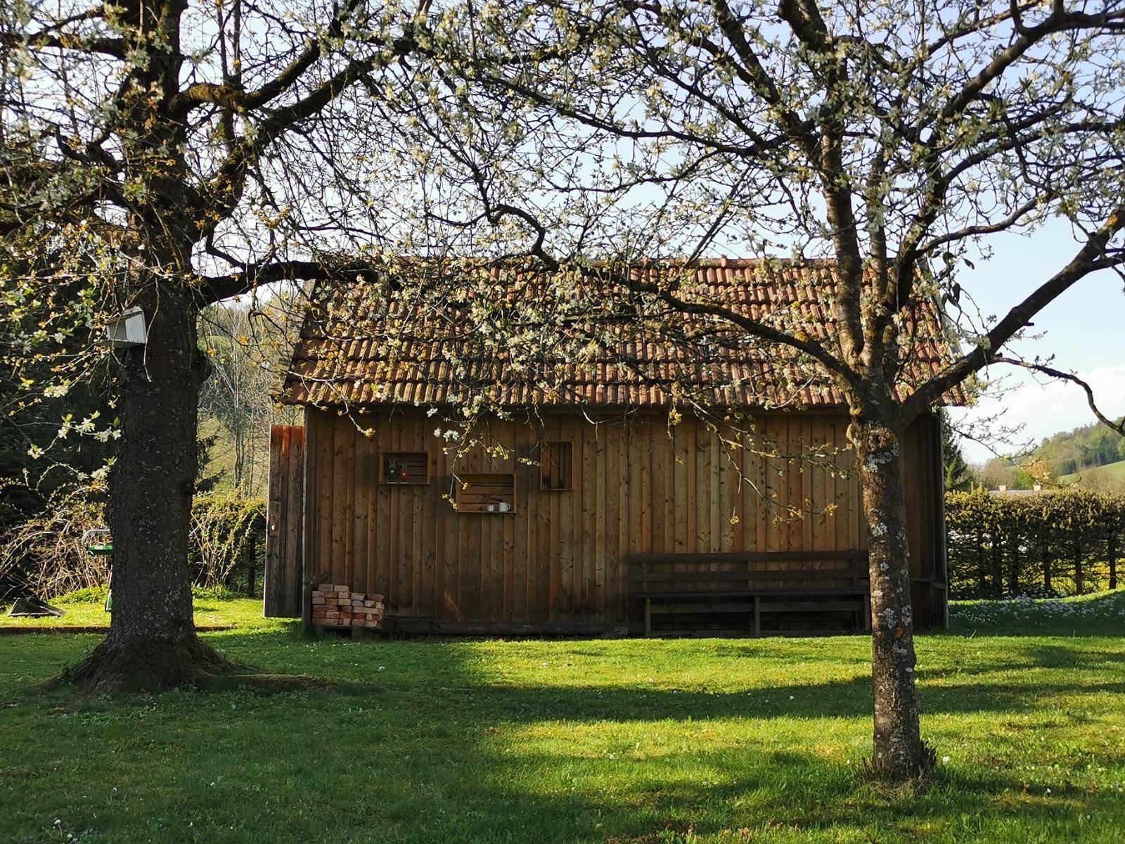 Grüner Garten mit altem Holzschuppen, blühenden Bäumen und Rasenfläche.