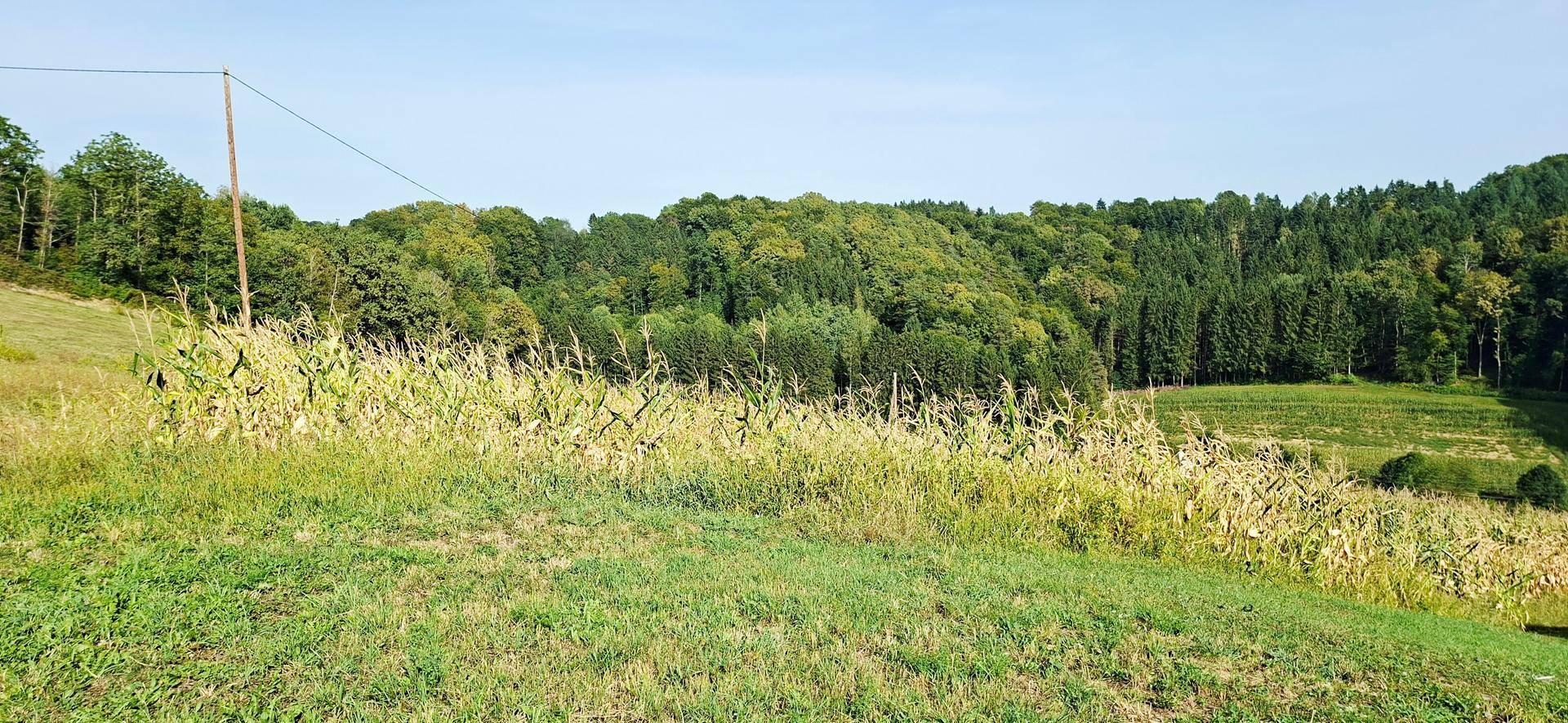 Blick auf ein Maisfeld und einen dichten Wald auf sanften Hügeln unter klarem Himmel.
