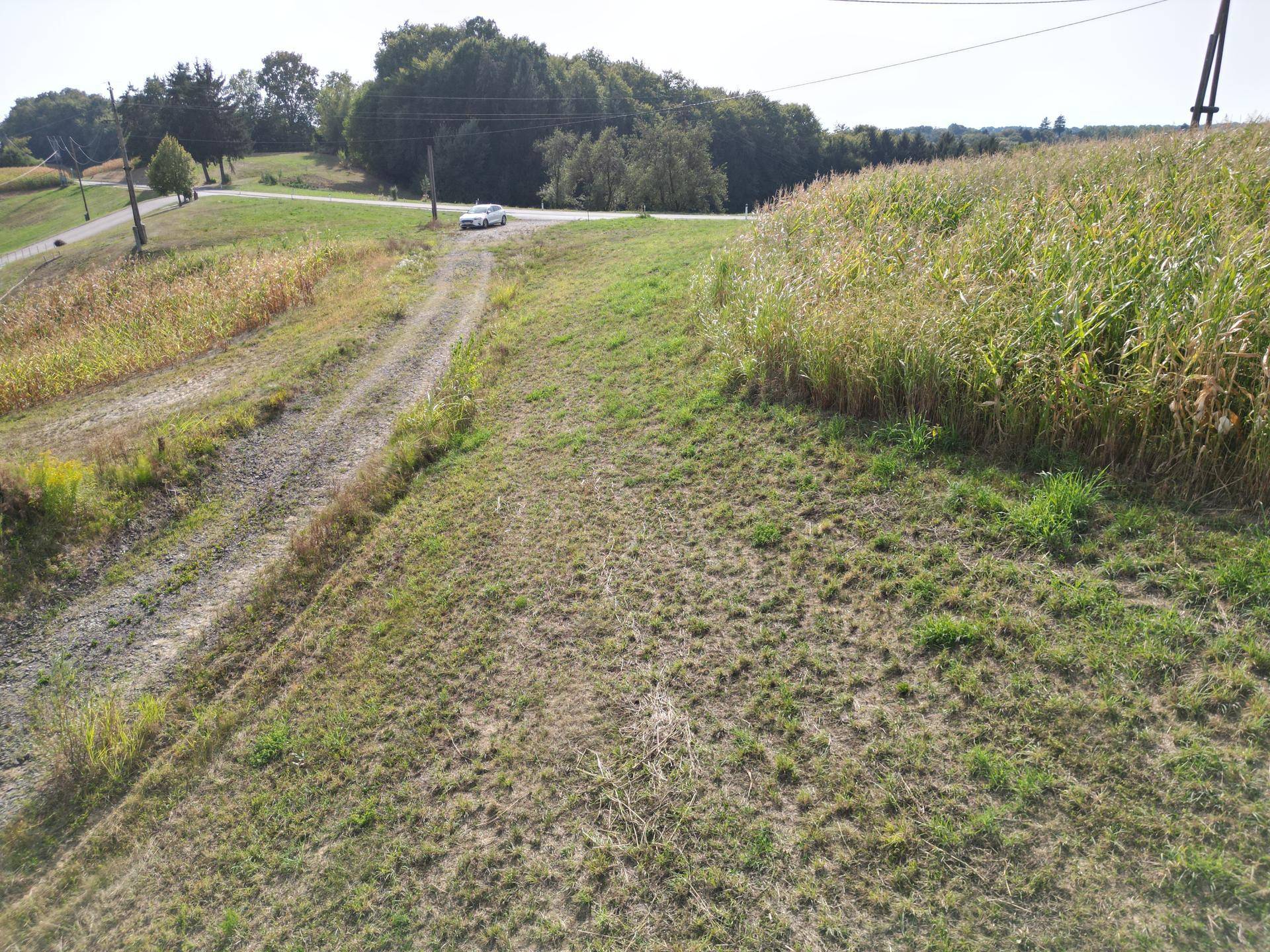 Blick auf eine grasbewachsene Fläche neben einem Feldweg und Maisfeld mit Straße und Bäumen im Hintergrund.