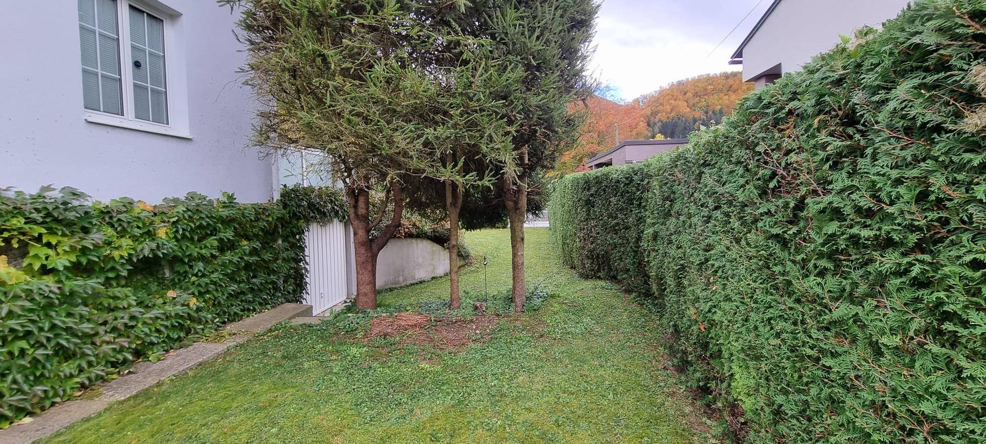 Schmaler Rasenstreifen mit kleinen Bäumen und hoher Hecke neben dem Haus.