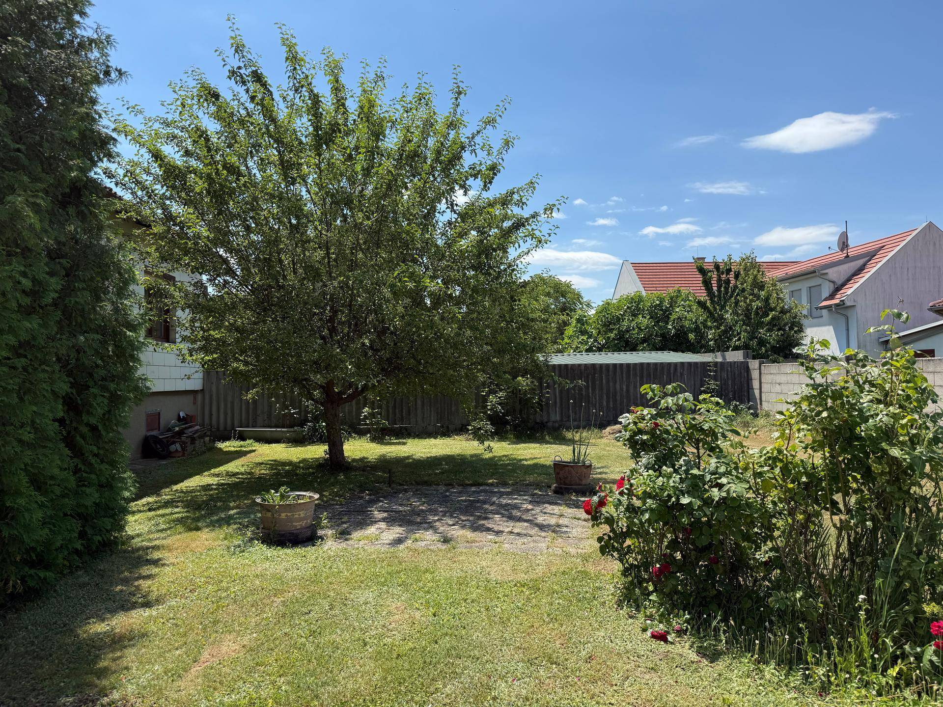 Sonniger Garten mit Rasen, schattenspendendem Baum und blühenden Rosen im Hintergrund.