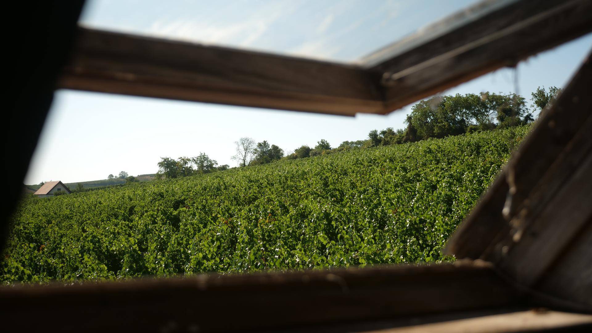Blick aus einem Fenster auf einen weitläufigen, grünen Weinberg unter blauem Himmel.