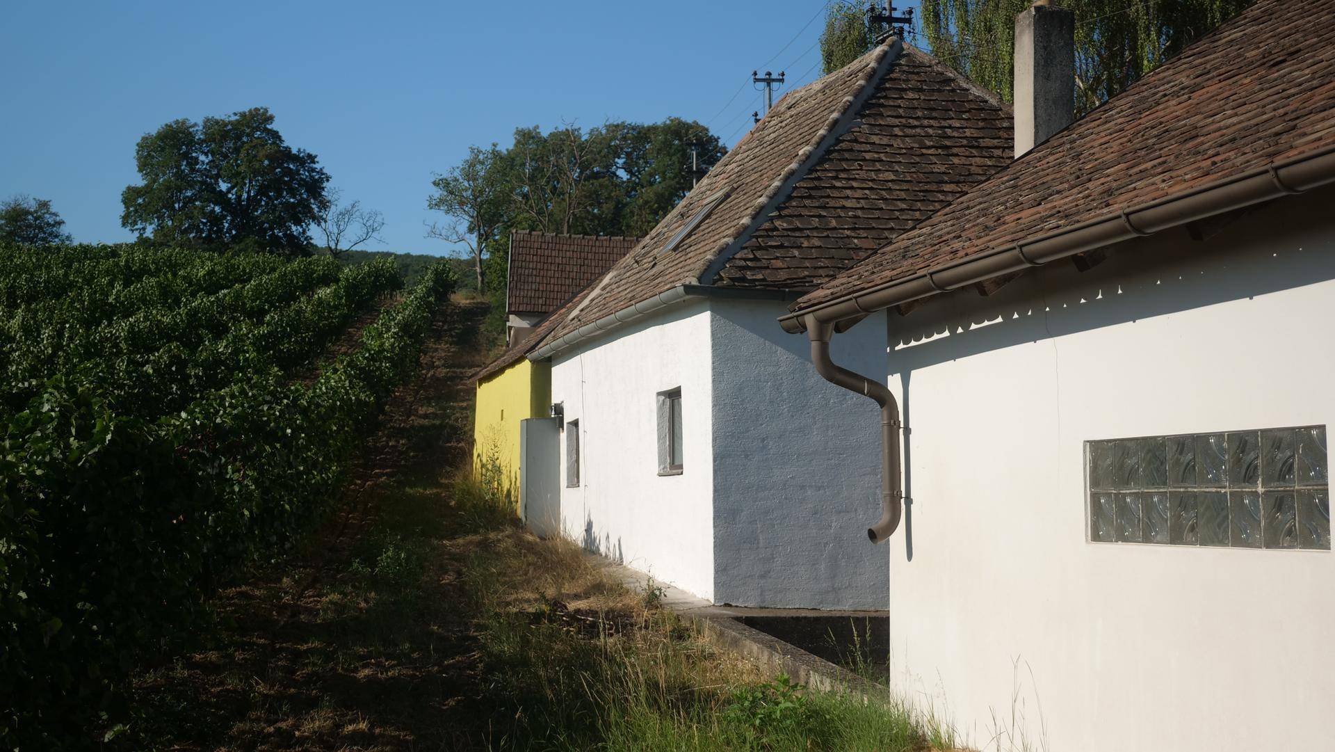 Seitenansicht des weißen Gebäudes mit kleinem Fenster, angrenzend an einen Weinberg und ein gelbes Haus.