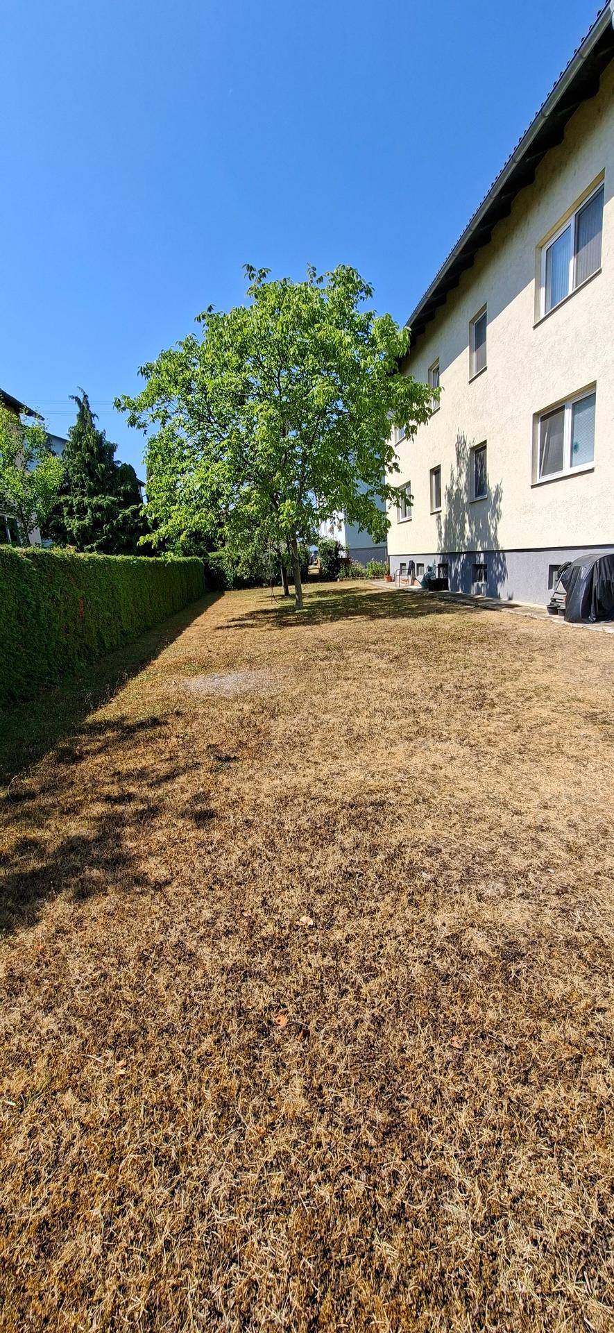 Große Rasenfläche neben dem Gebäude mit Hecke und einem Baum unter klarem, blauem Himmel.