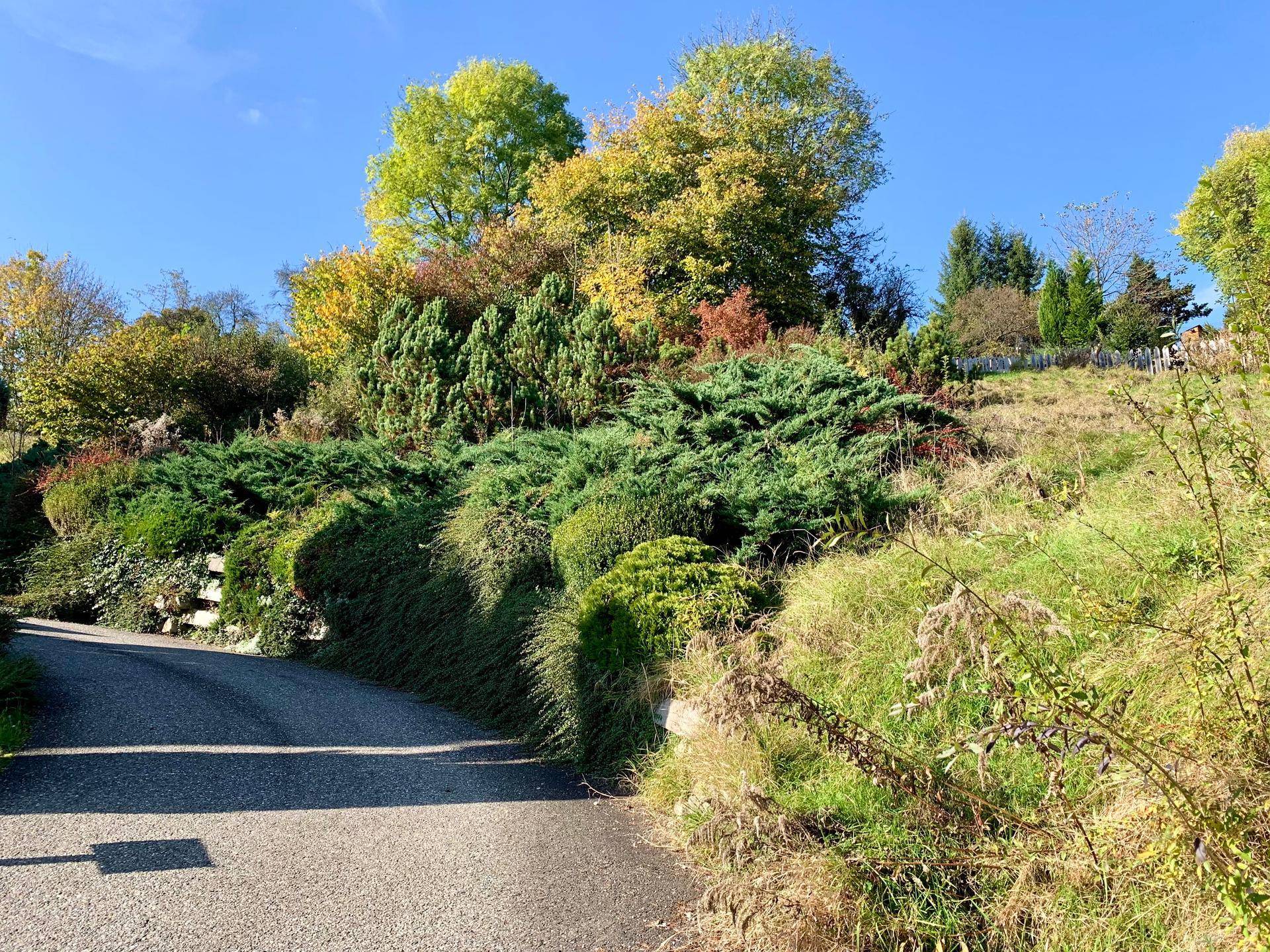 Eine kurvige Straße führt entlang eines bewachsenen Hanges mit Bäumen und Sträuchern in herbstlichen Farben.
