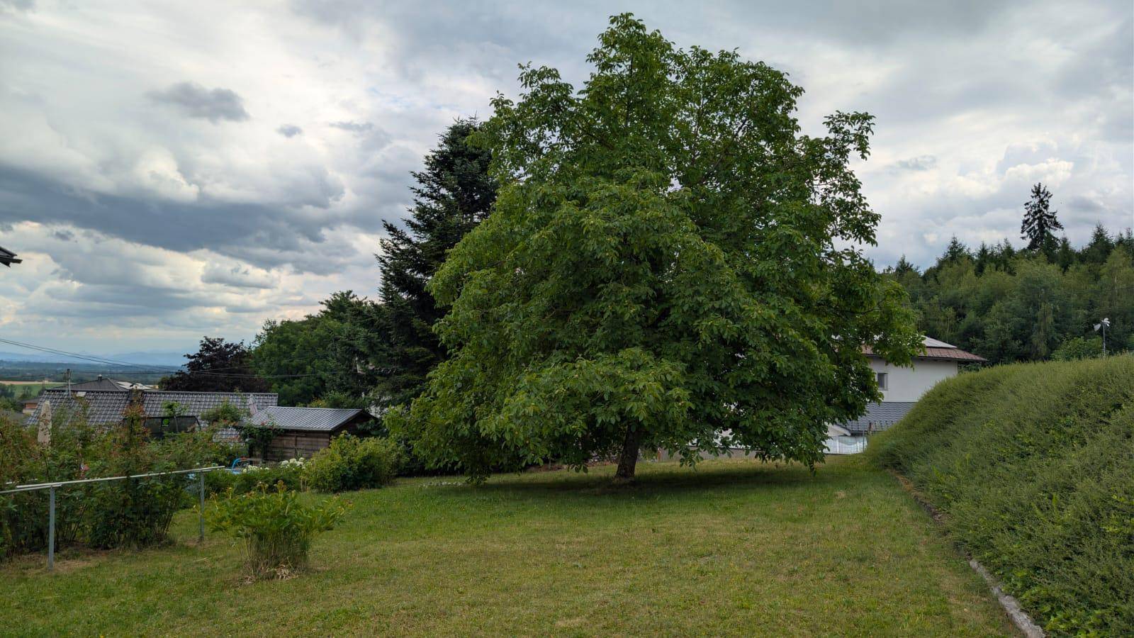 Großer Gartenbereich mit altem Baum und Blick auf die umliegende Landschaft unter bewölktem Himmel.
