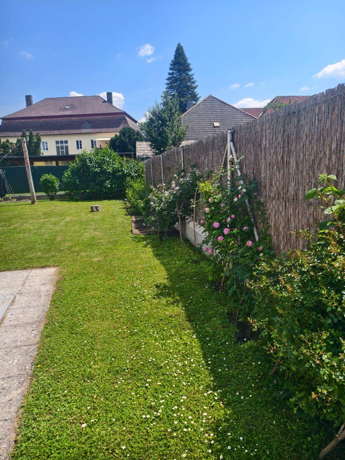 Gepflegter Garten mit Rasenfläche und blühenden Rosensträuchern entlang eines Holzzauns.