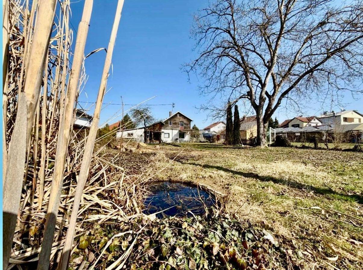 Großer, naturbelassener Gartenbereich mit kleinem Teich, Schilf und altem Baumbestand unter blauem Himmel.
