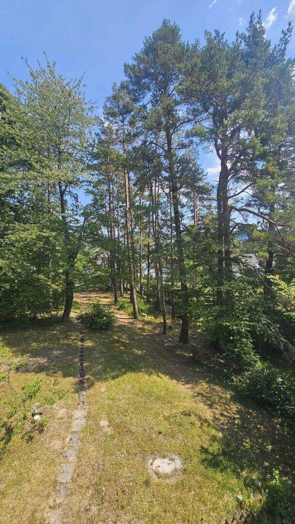 Ein breiter Blick auf das bewaldete Grundstück mit einem Pfad und viel Grün unter blauem Himmel.