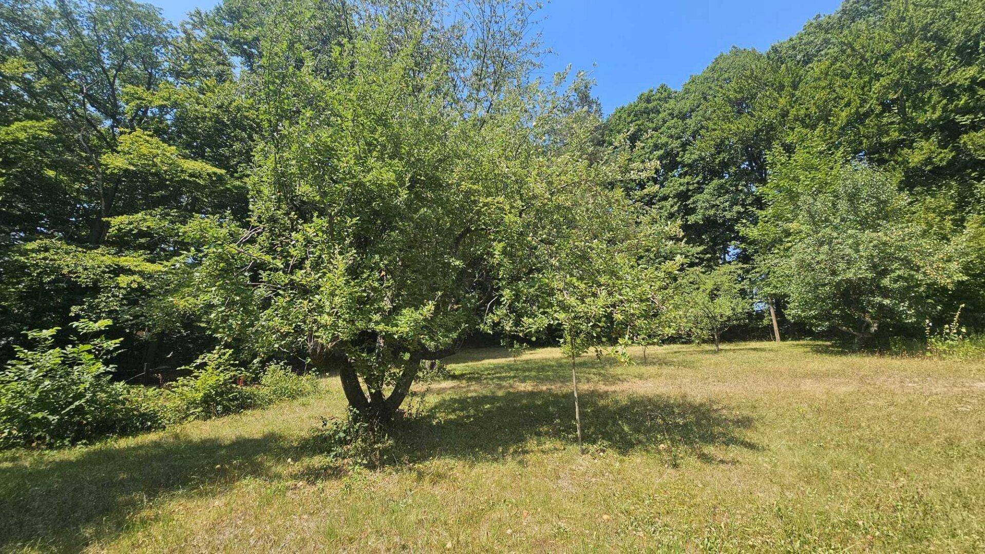 Ein alter Obstbaum steht auf einer sonnigen Wiese, umgeben von üppigem Grün und Bäumen.