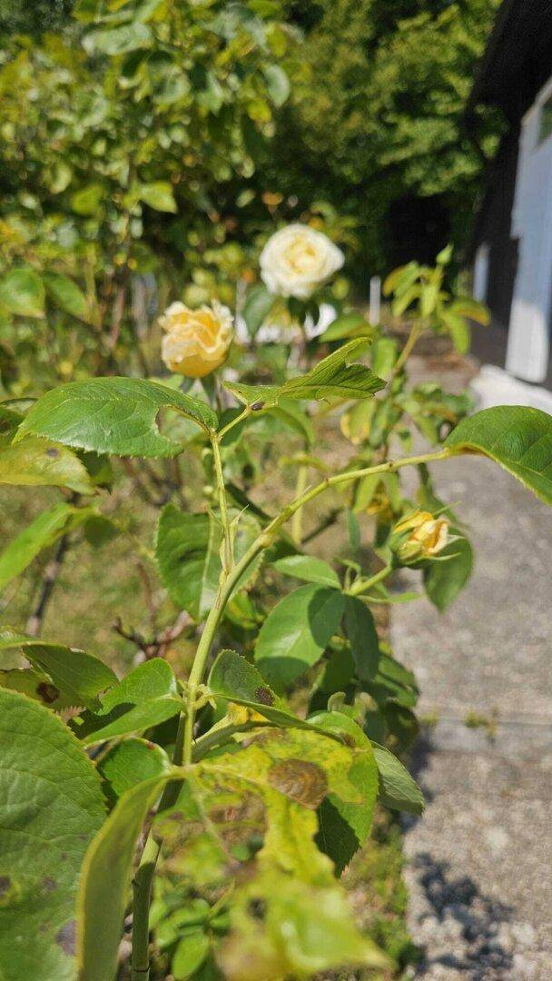 Nahaufnahme von gelben Rosenblüten in einem sonnigen Gartenbereich mit üppigem Grün.
