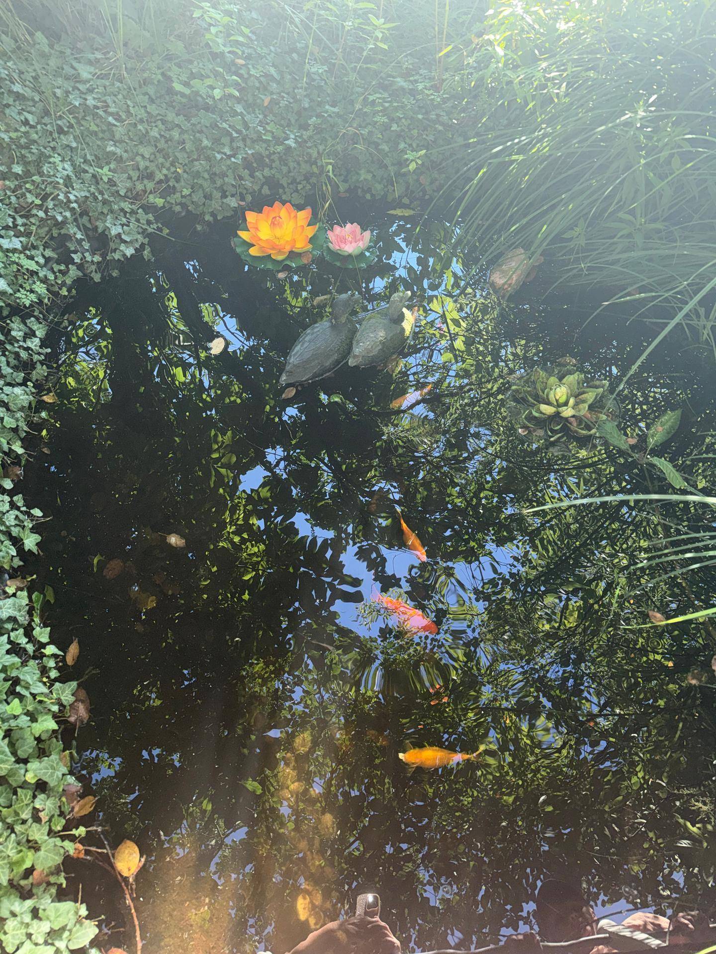 Kleiner Gartenteich mit Seerosen und Goldfischen, umgeben von üppigem Grün.