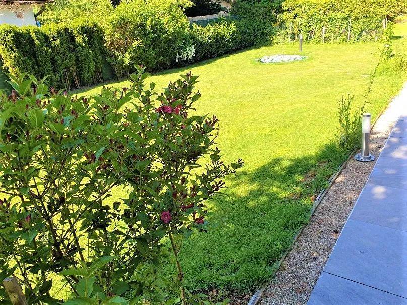 Gepflegter Garten mit Rasenfläche, blühenden Sträuchern und dekorativer Beleuchtung.