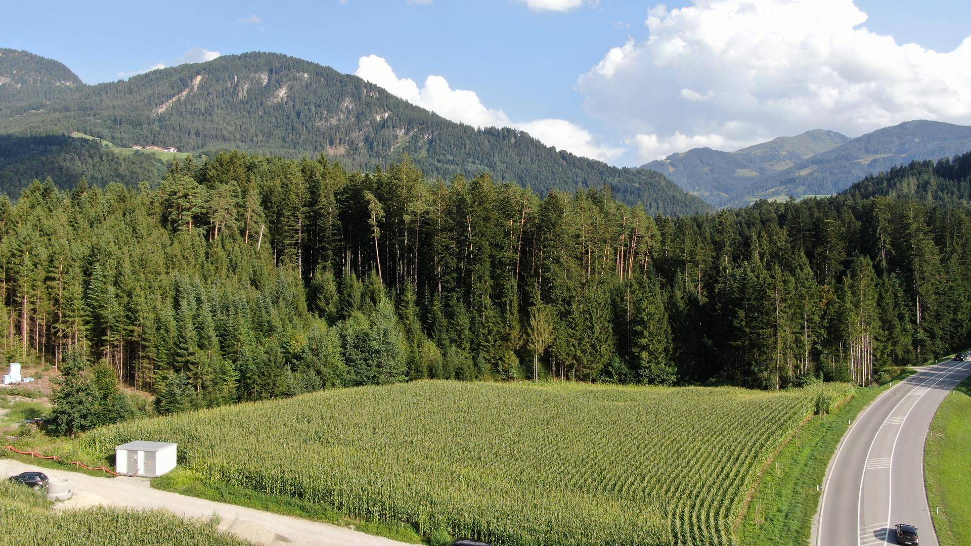 Panoramablick auf eine Straße, die sich durch weite Maisfelder schlängelt, umgeben von dichten Wäldern und Bergen.