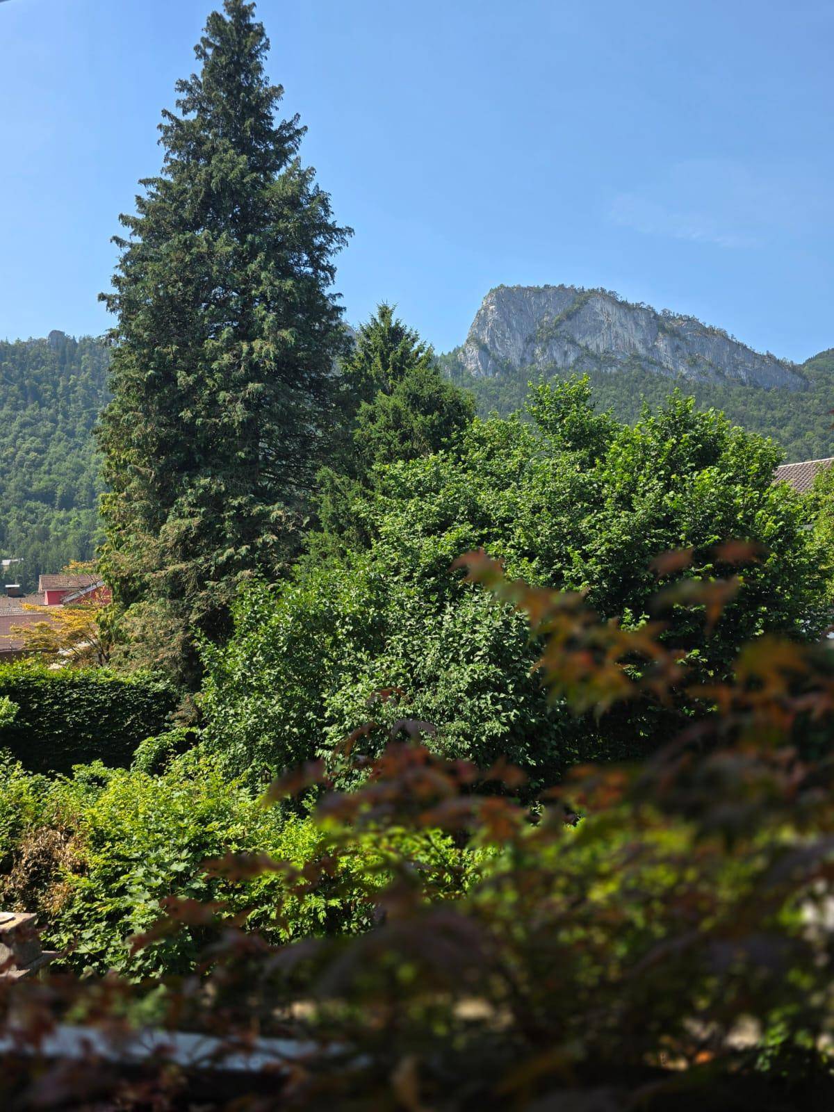Grüne Landschaft mit hohen Bäumen und einem markanten Berg im Hintergrund unter blauem Himmel.