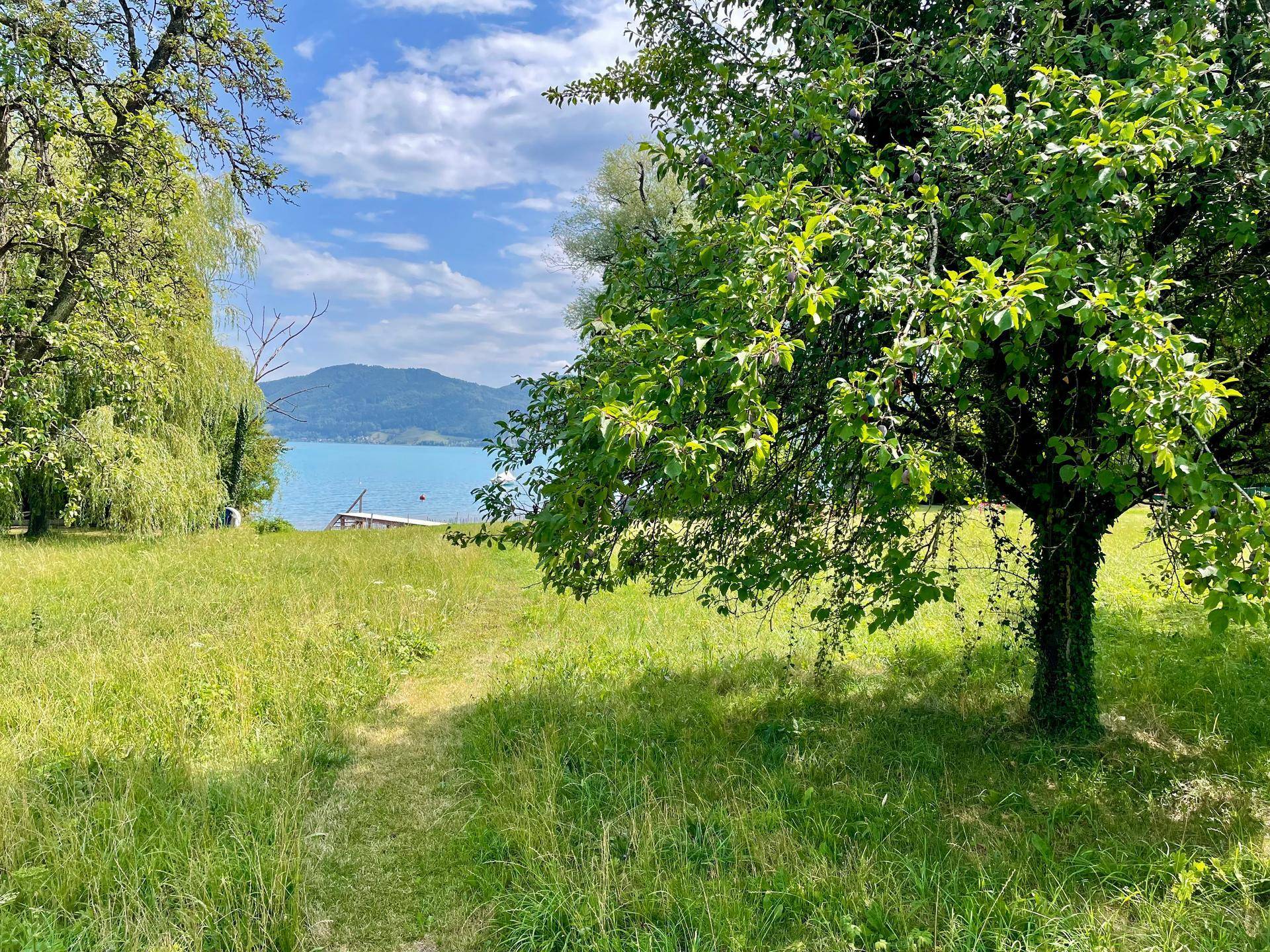 Grüne Wiese mit einem Obstbaum im Vordergrund und Blick auf den See und die umliegenden Berge.