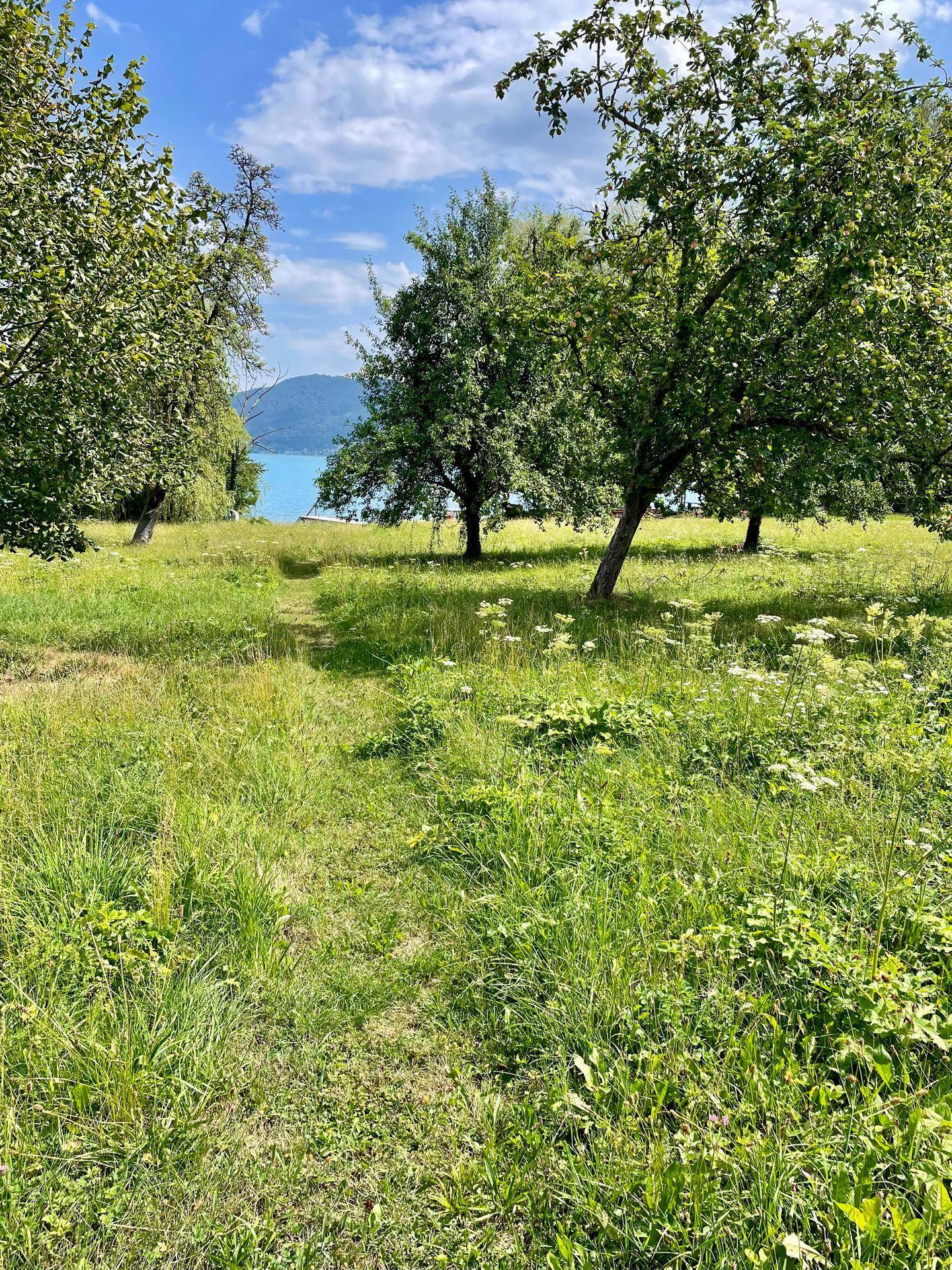 Grüne Wiese mit Bäumen und Wildblumen, mit Blick auf den See und die bewaldeten Berge.