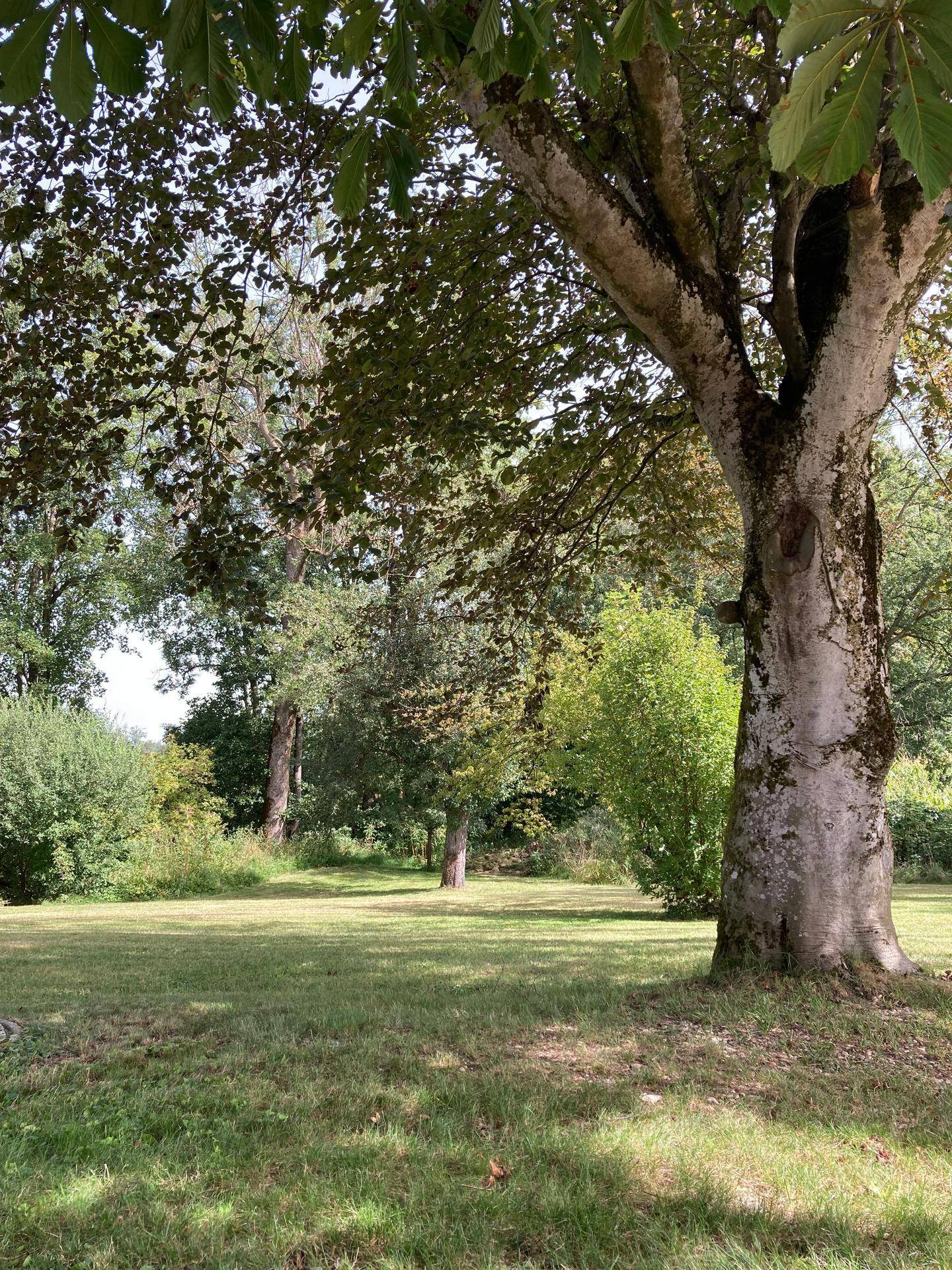 Großer, gepflegter Garten mit altem Baumbestand und weitläufiger Rasenfläche im Grünen.