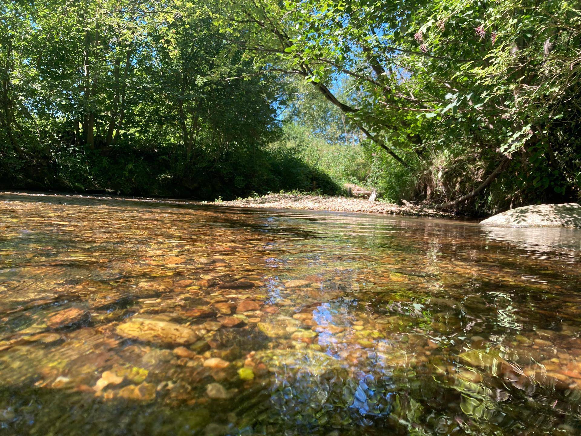 Klares Bachwasser fließt über Kieselsteine, umgeben von üppigem Grün und Bäumen.