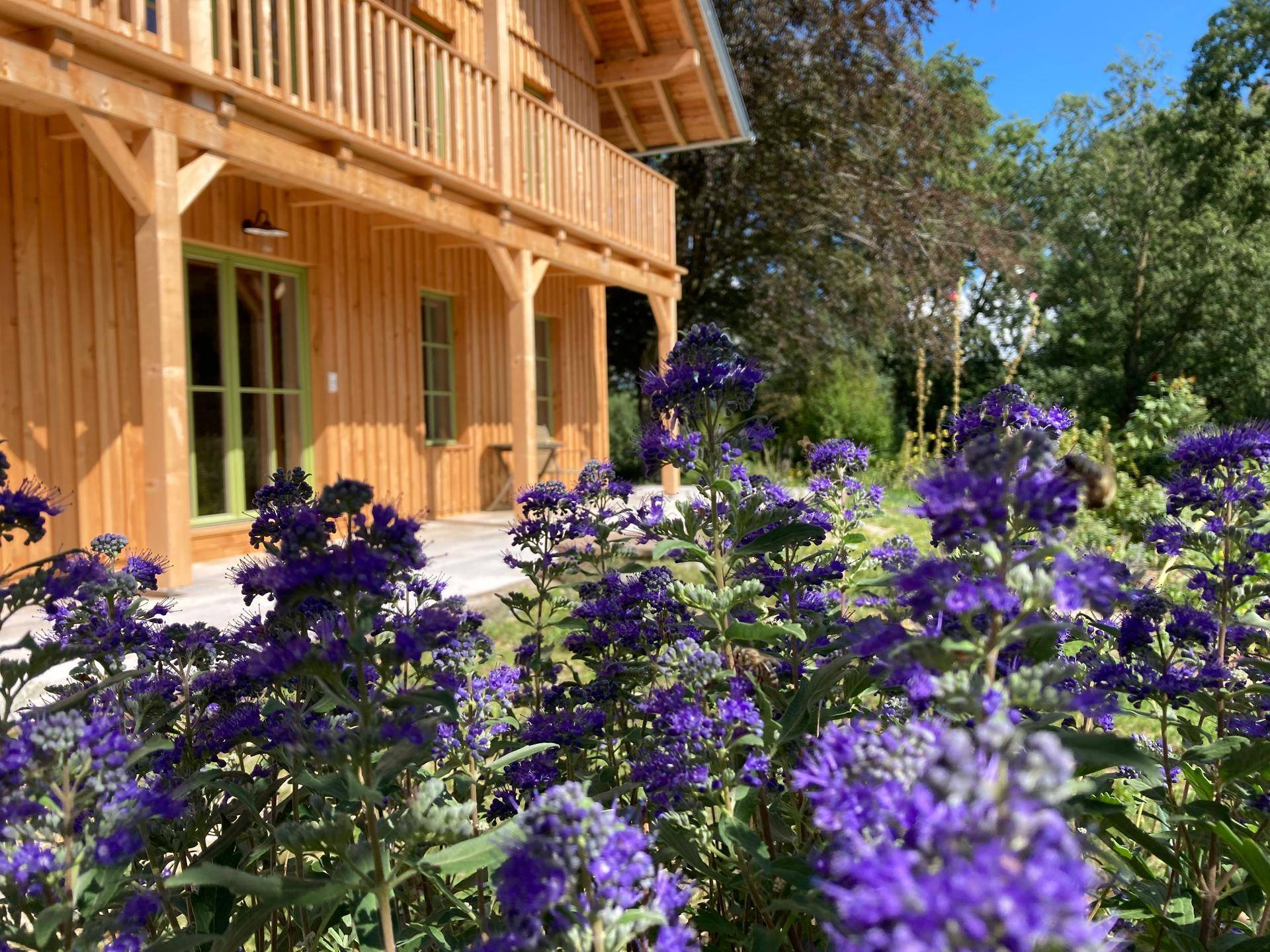 Lila Blüten im Vordergrund mit dem Holzhaus und seinen Balkonen im sonnigen Hintergrund.