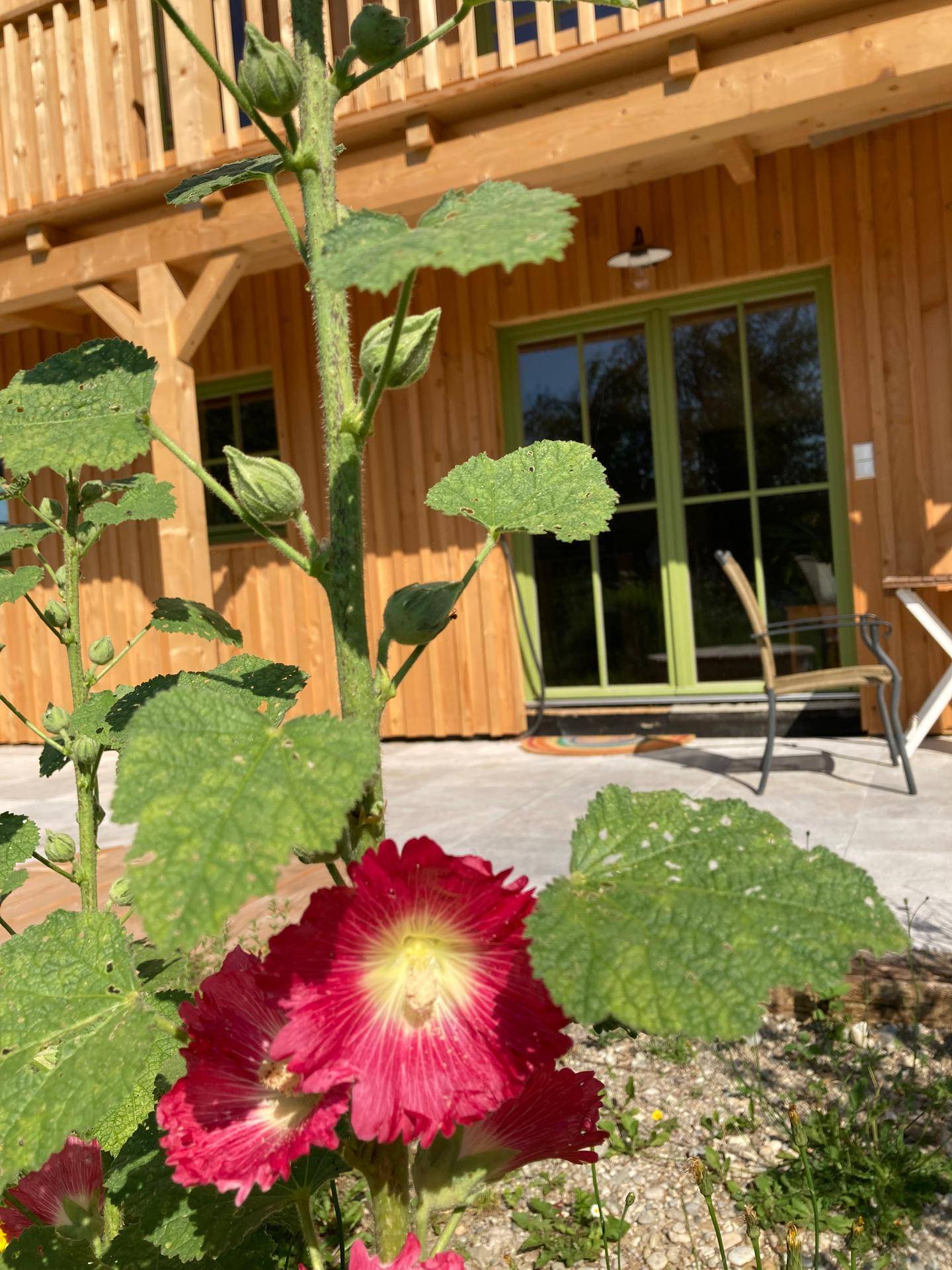 Rote Blüte im Vordergrund mit der Holzfassade und der gefliesten Terrasse im sonnigen Hintergrund.