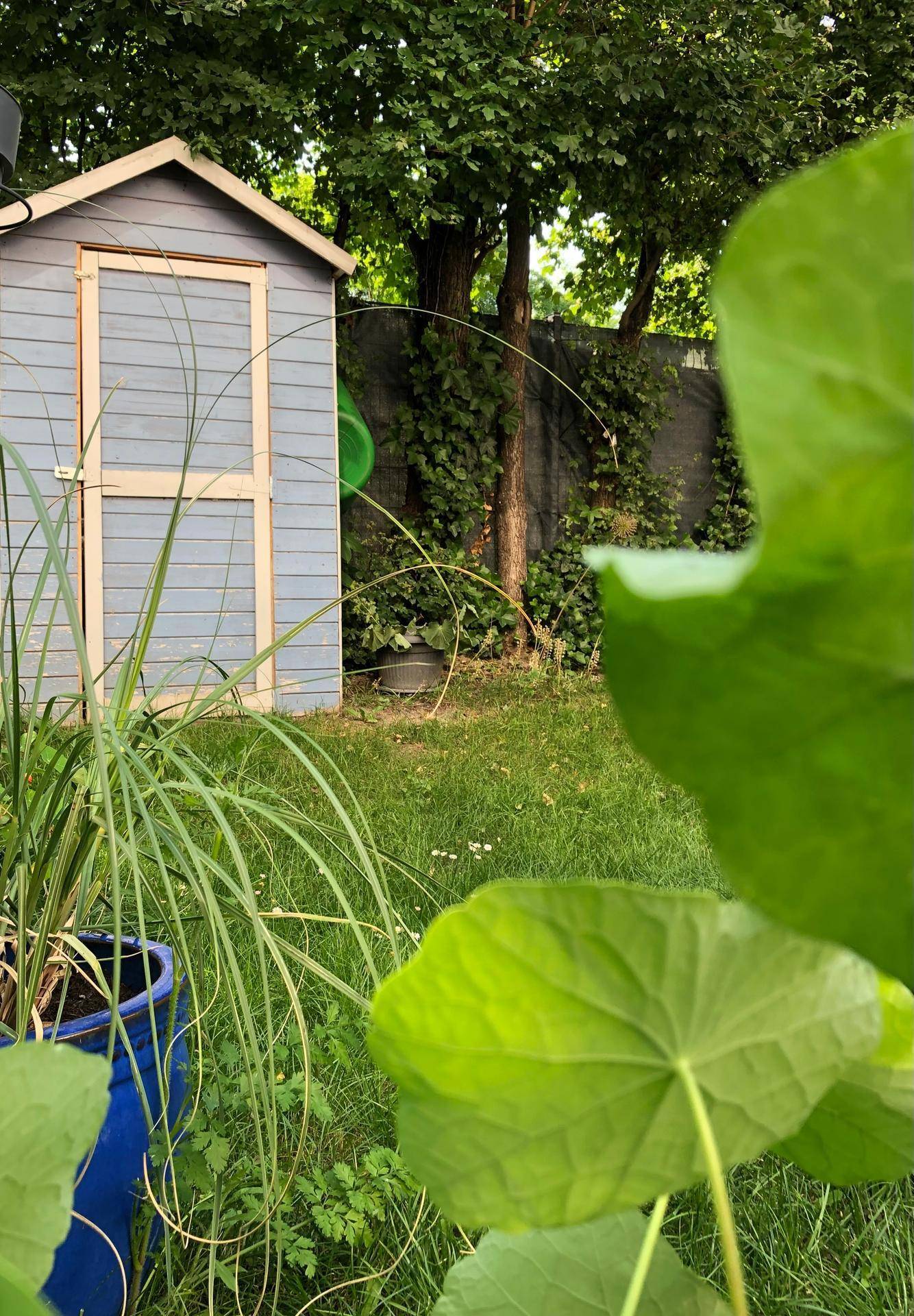 Kleiner blauer Gartenschuppen in einem grünen Garten mit üppiger Vegetation und Bäumen.