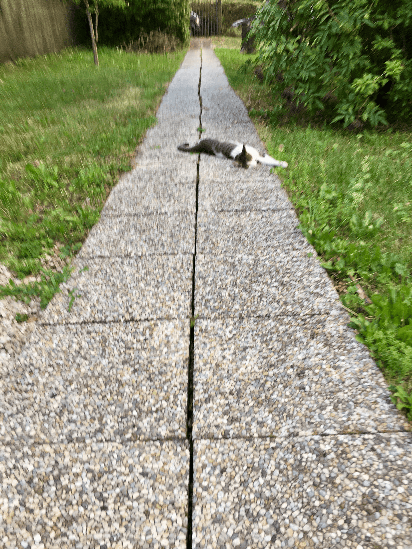 Gartenweg aus Betonplatten mit Rasenflächen und einer Katze.