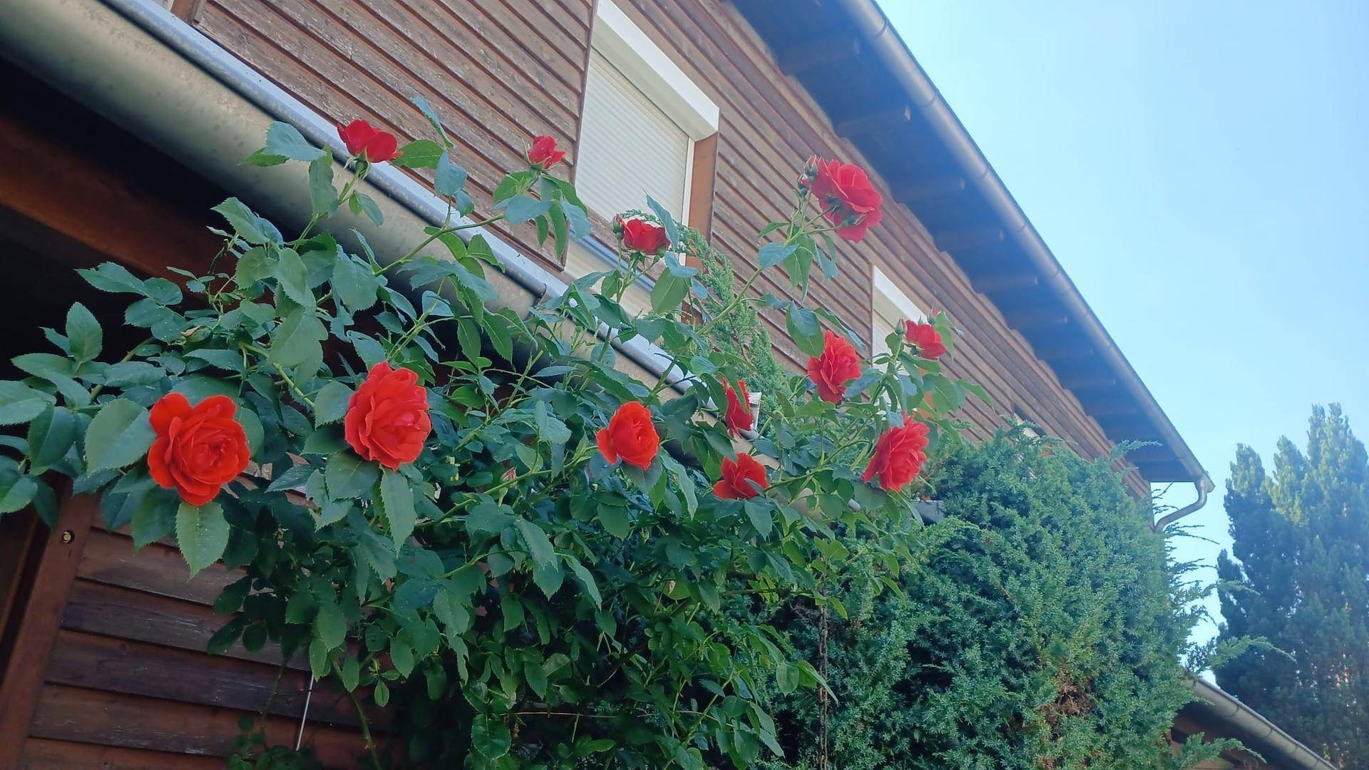 Rote Kletterrosen blühen üppig an der Hausfassade unter einem Fenster mit Rollladen.