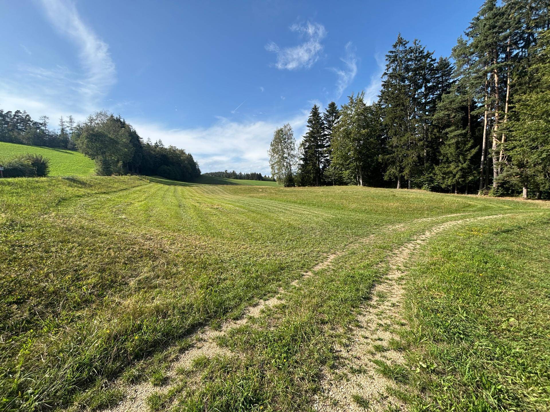 Sonnige Wiesenfläche mit einem schmalen Pfad, der in die weite Naturlandschaft und zum Wald führt.