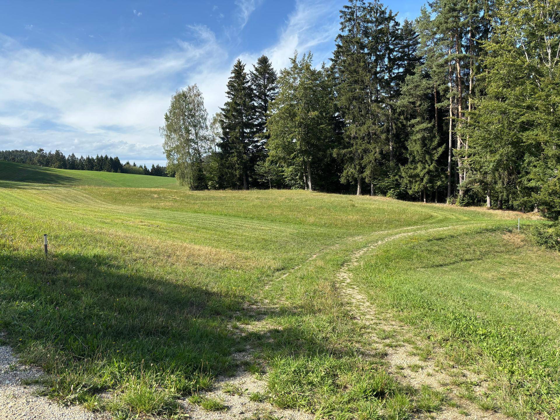 Malerische Wiesenlandschaft mit einem Feldweg, der sich zum Waldrand hin verzweigt, unter blauem Himmel.