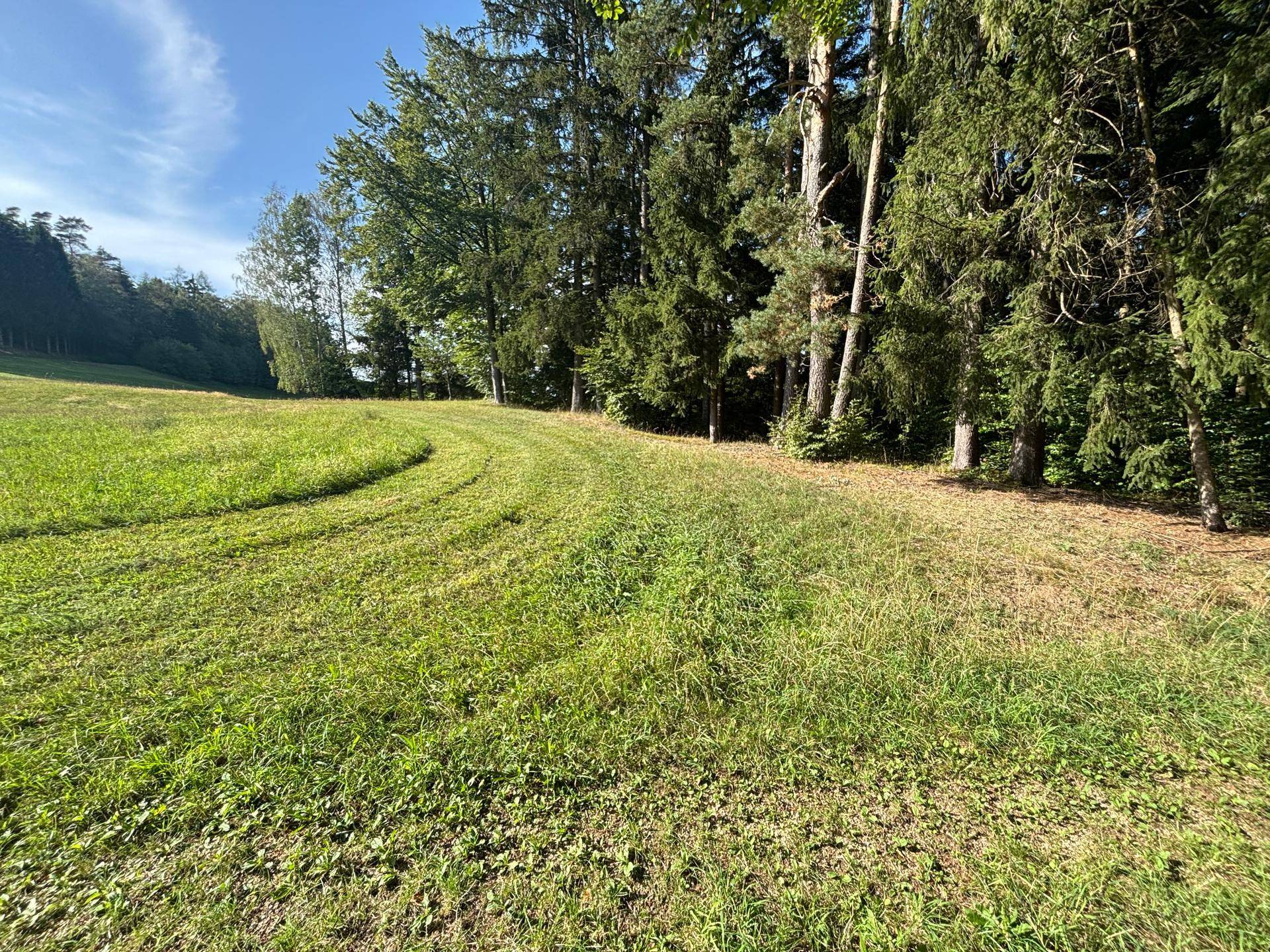 Nahaufnahme des Waldrandes und einer grünen Wiese mit hohem Gras unter blauem Himmel und Sonnenschein.