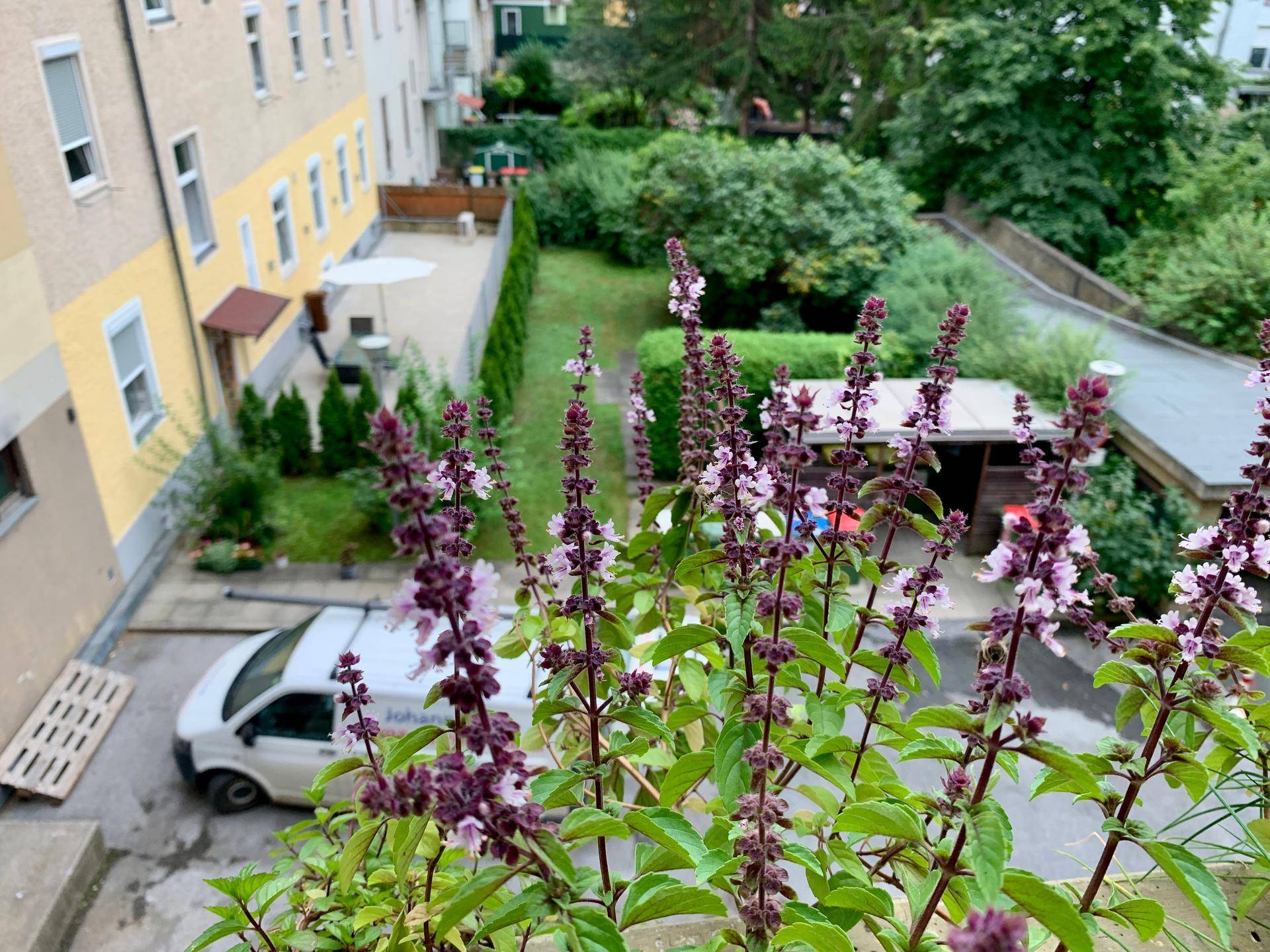 Blick auf einen grünen Hinterhof mit Bäumen, einem Schuppen und einem geparkten Lieferwagen.