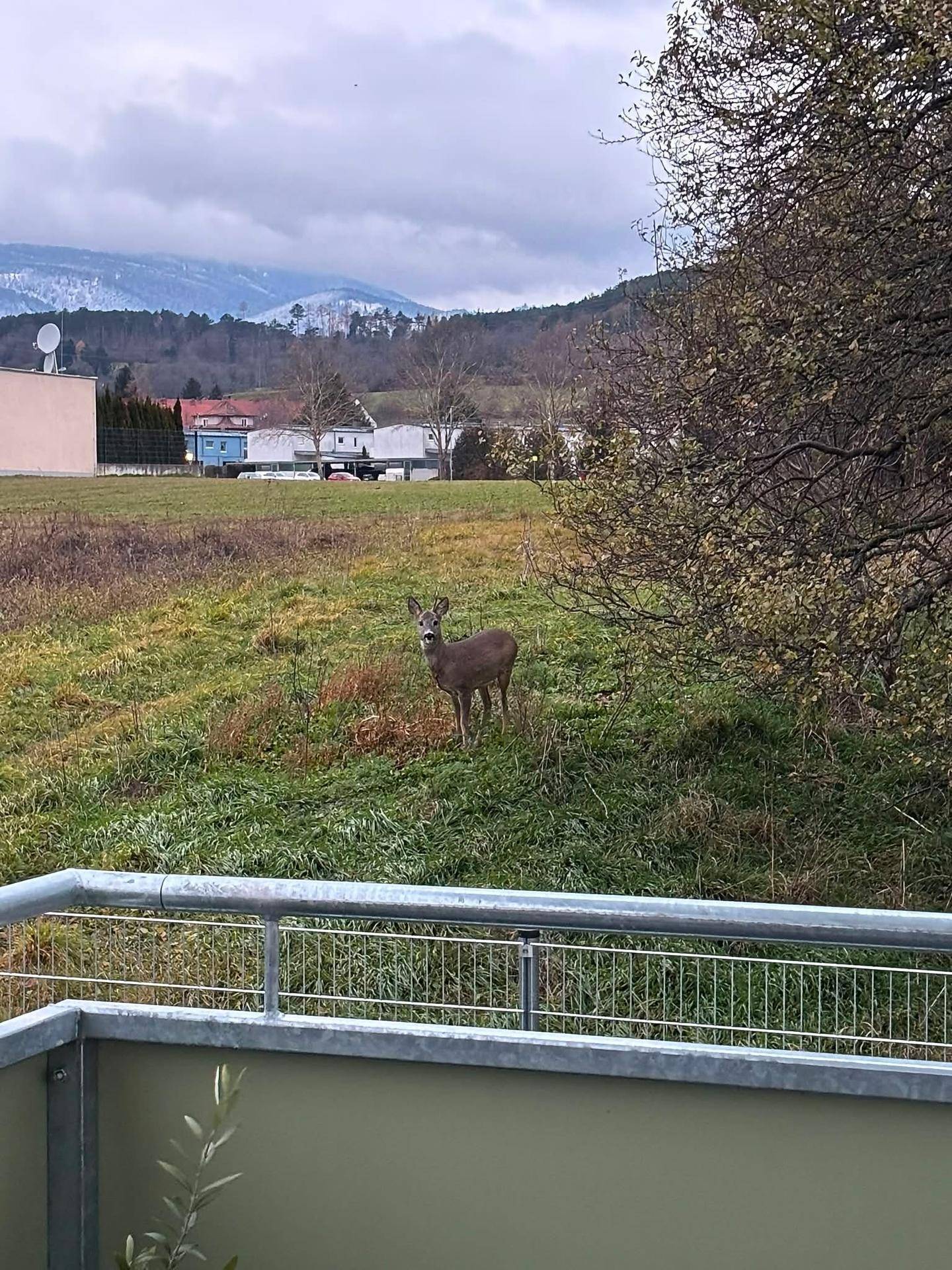 Blick von der Immobilie auf ein Feld mit Reh und bewaldeten Hügeln im Hintergrund.