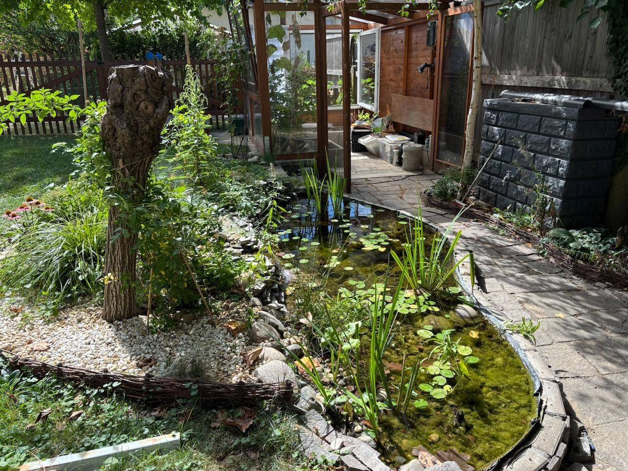 Grüner Garten mit Teich, kleinem Gewächshaus und gepflastertem Weg.