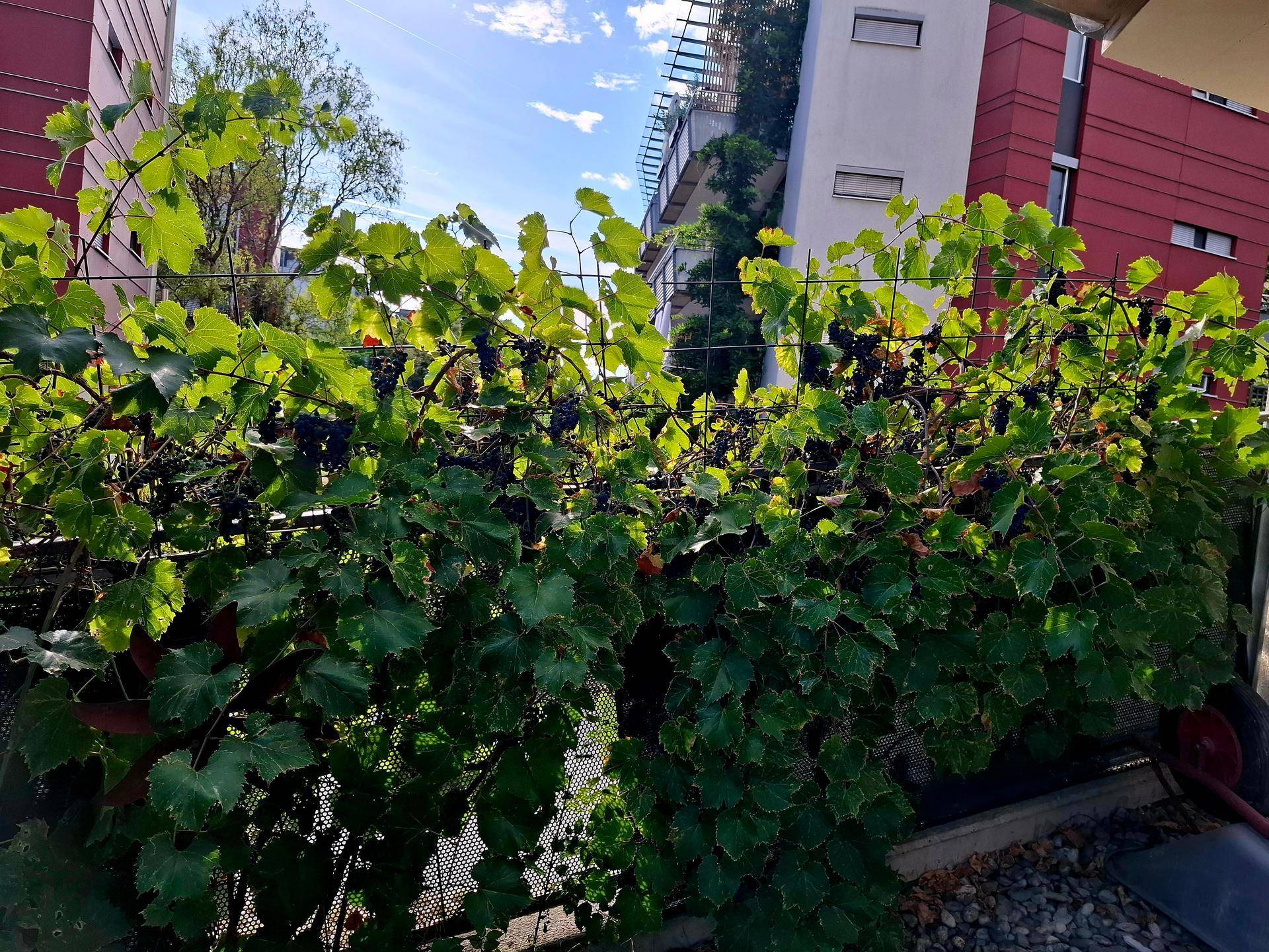 Grüne Weinreben mit reifen Trauben im Gartenbereich, umgeben von Wohngebäuden unter blauem Himmel.